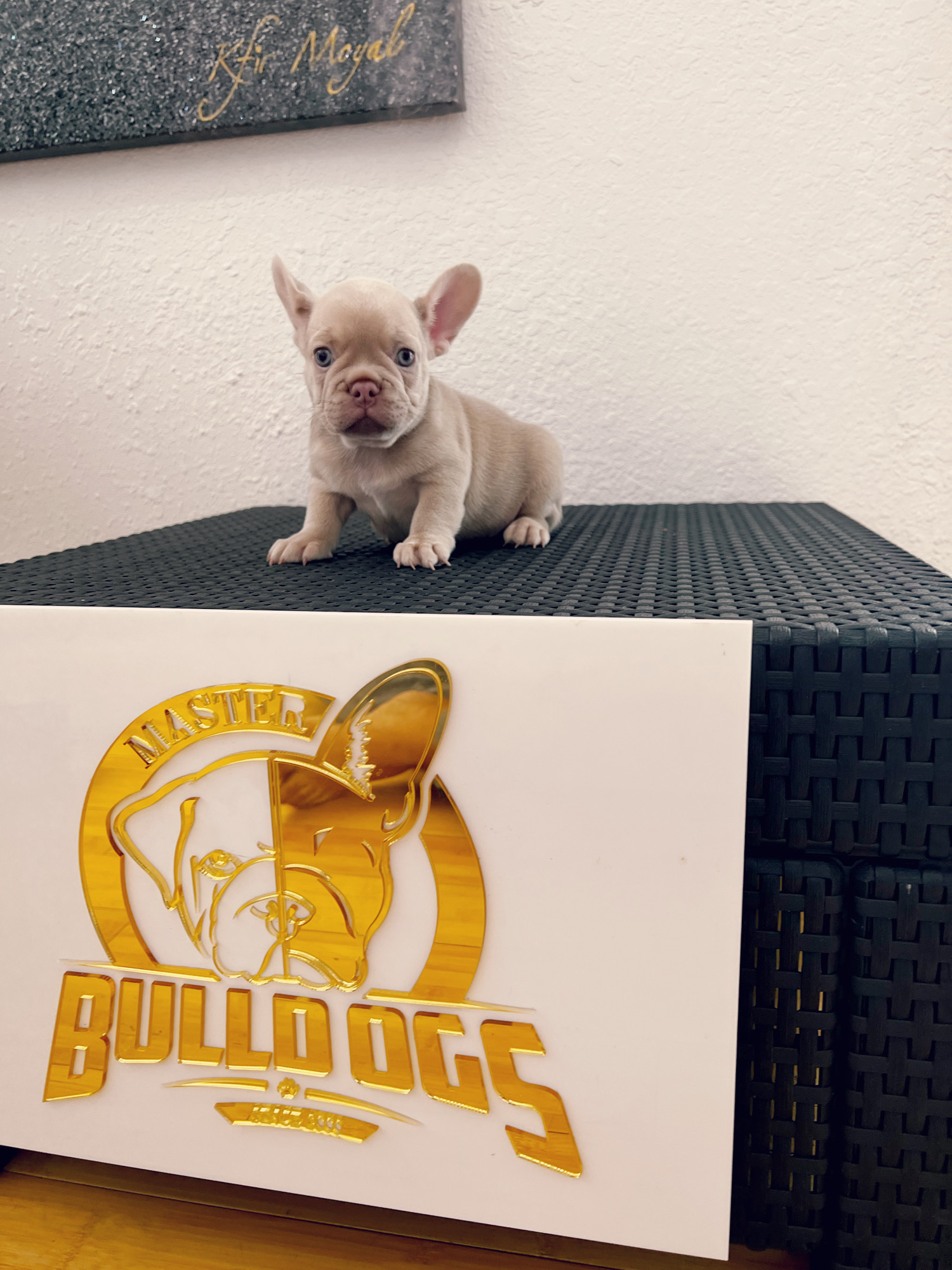 French bulldog Lilac merle isabella carrier female princess - 10