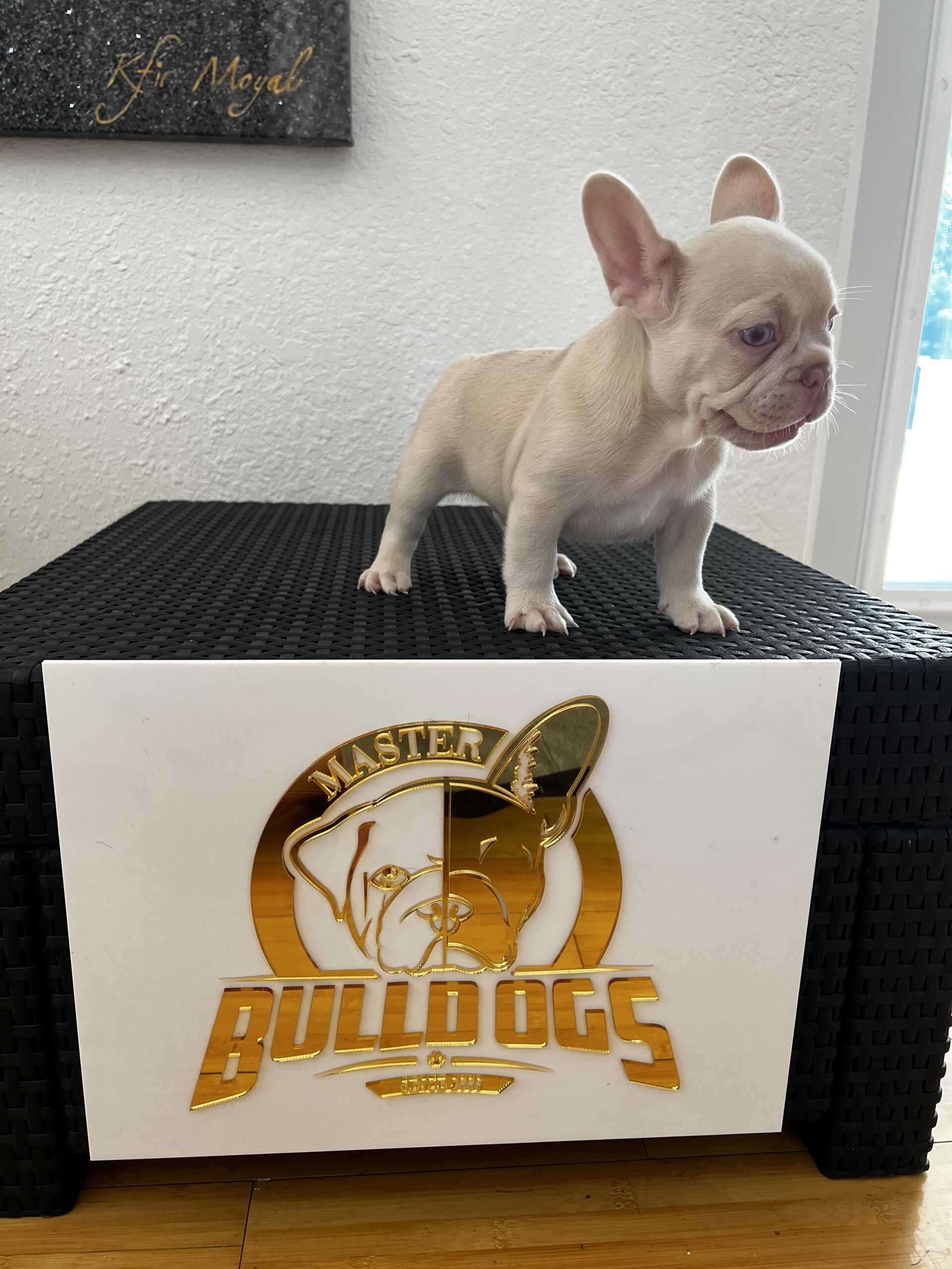 English bulldog lilac tree and tan mini female ,kiara