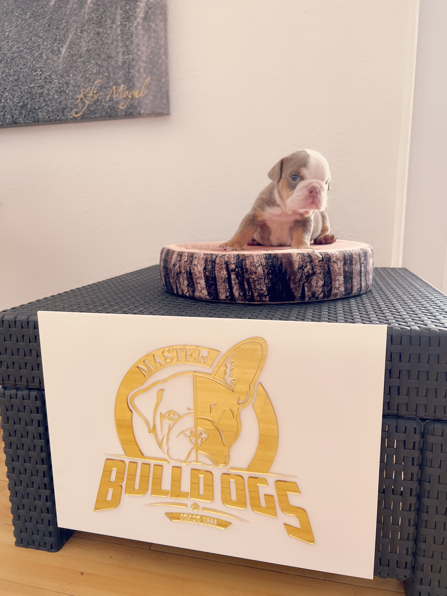 French bulldog brindle male Mr Black - 8