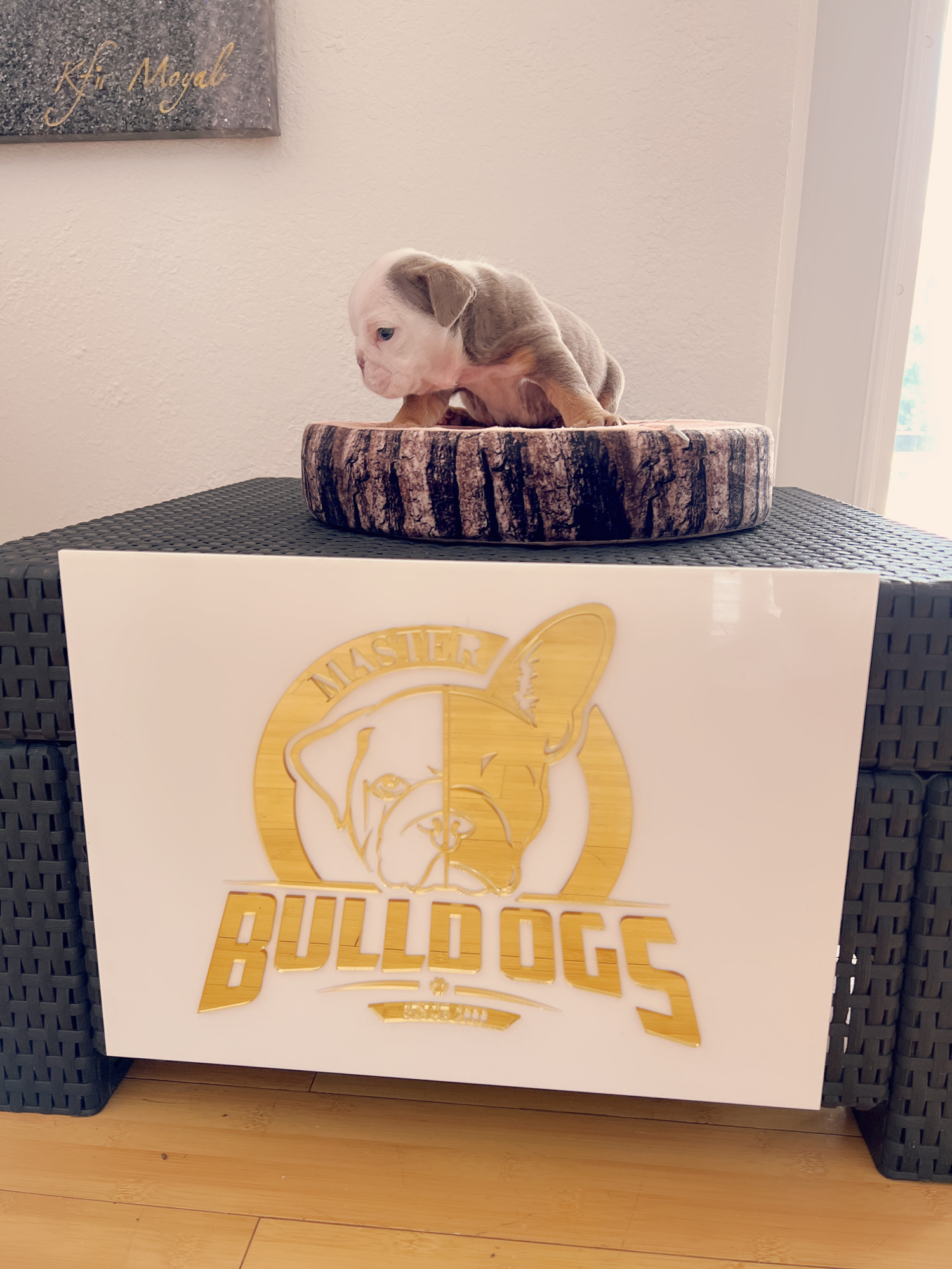 French bulldog brindle male Mr Black - 6