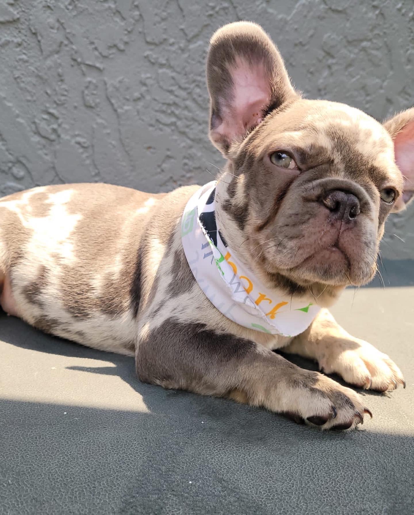 English Bulldog Black tree and tan Merle Female,Iris - 5