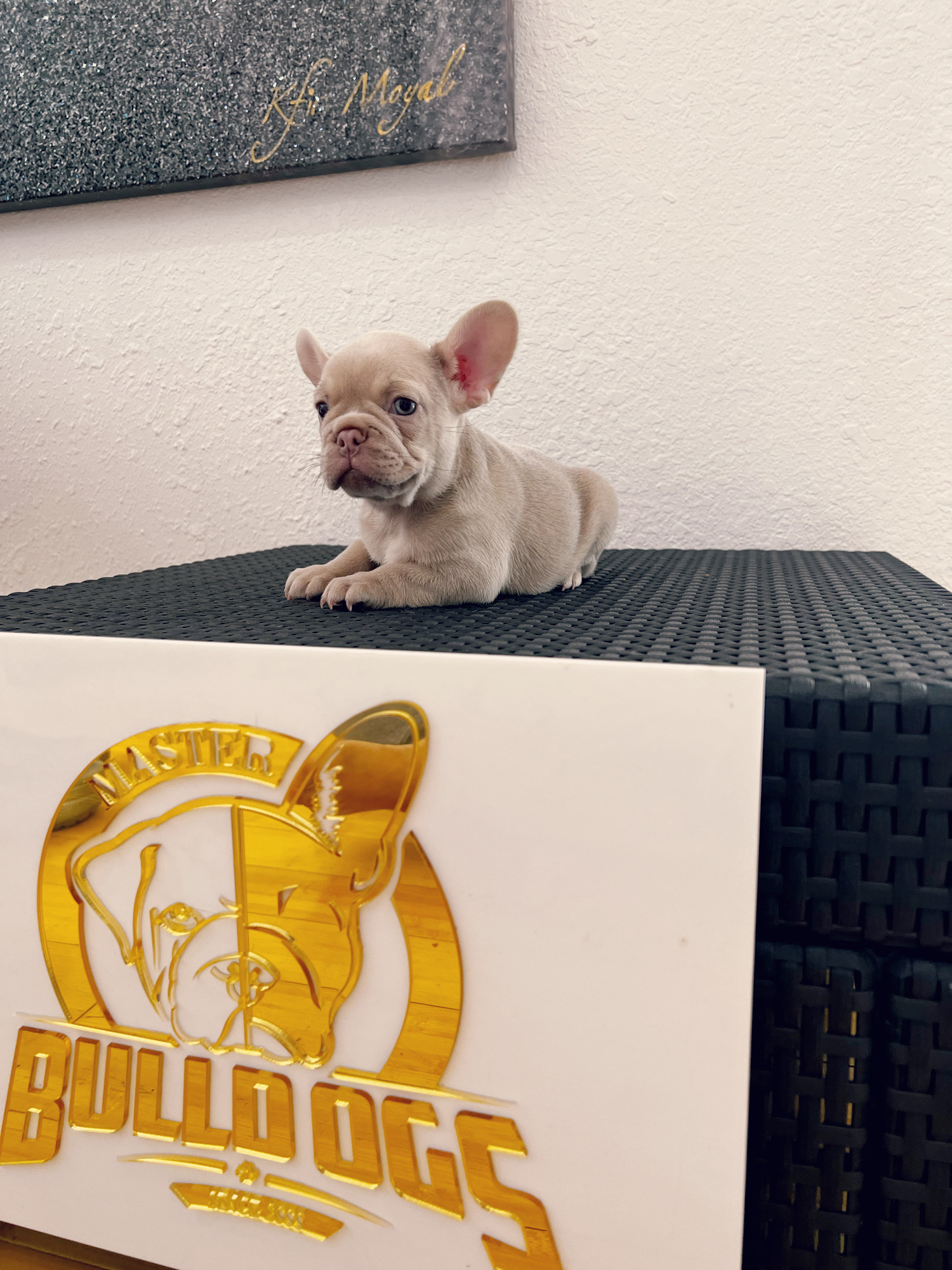 French bulldog Lilac merle isabella carrier female princess - 11