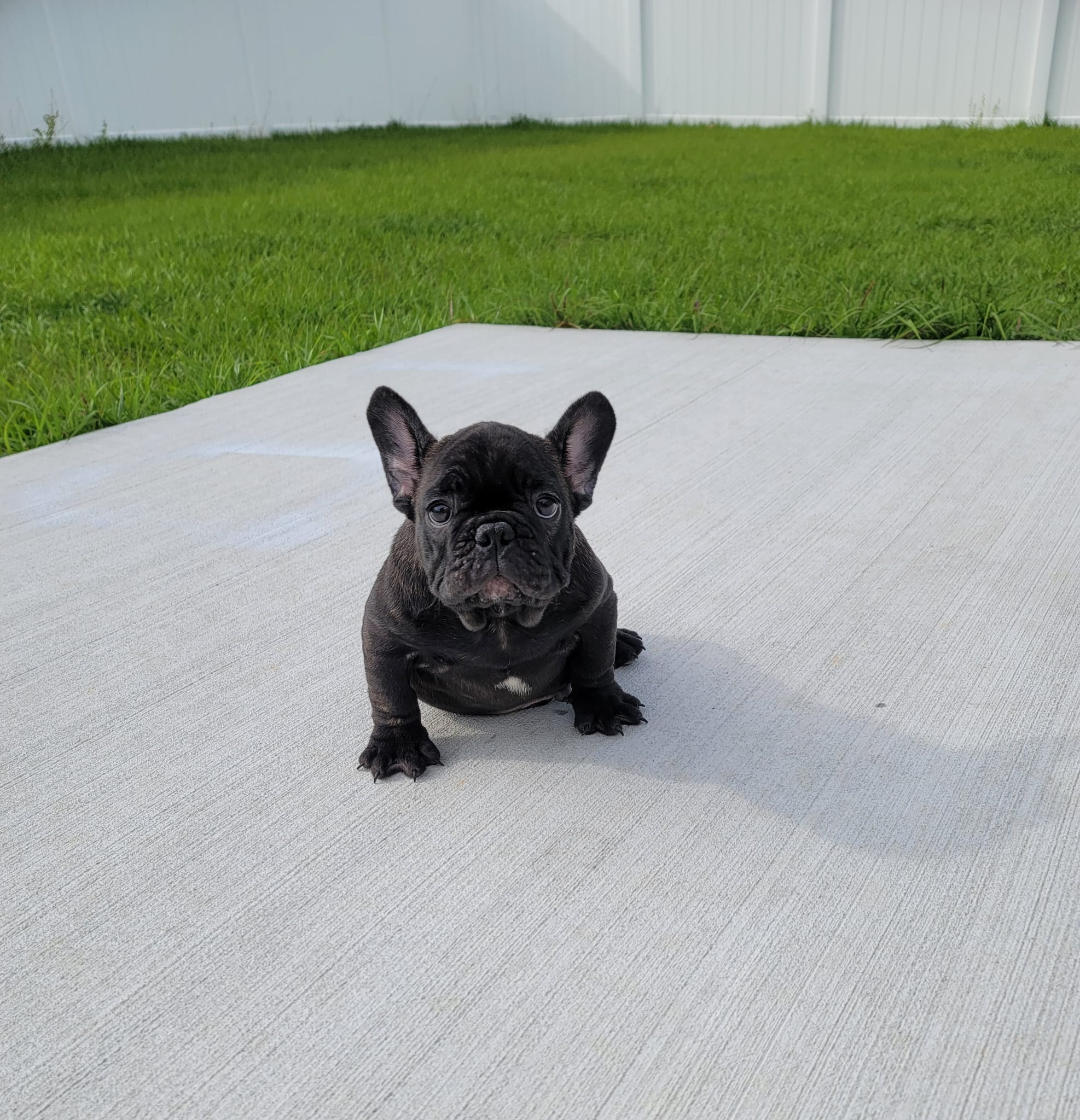 English Bulldog Black tree and tan female, Candy
