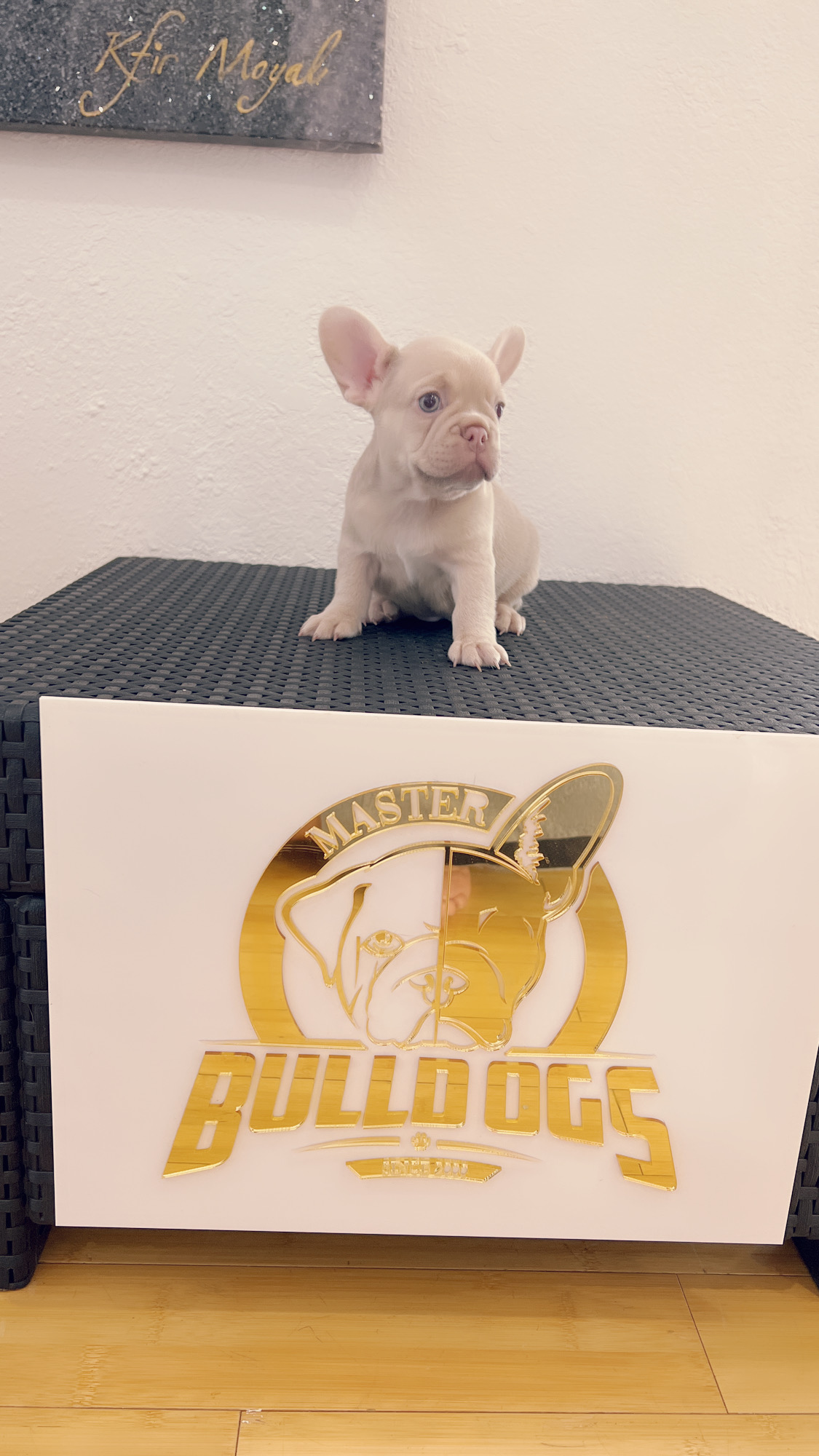 French bulldog Lilac merle isabella carrier female princess