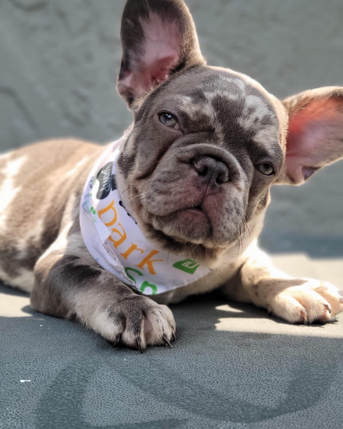 English Bulldog Black tree and tan Merle Female,Iris