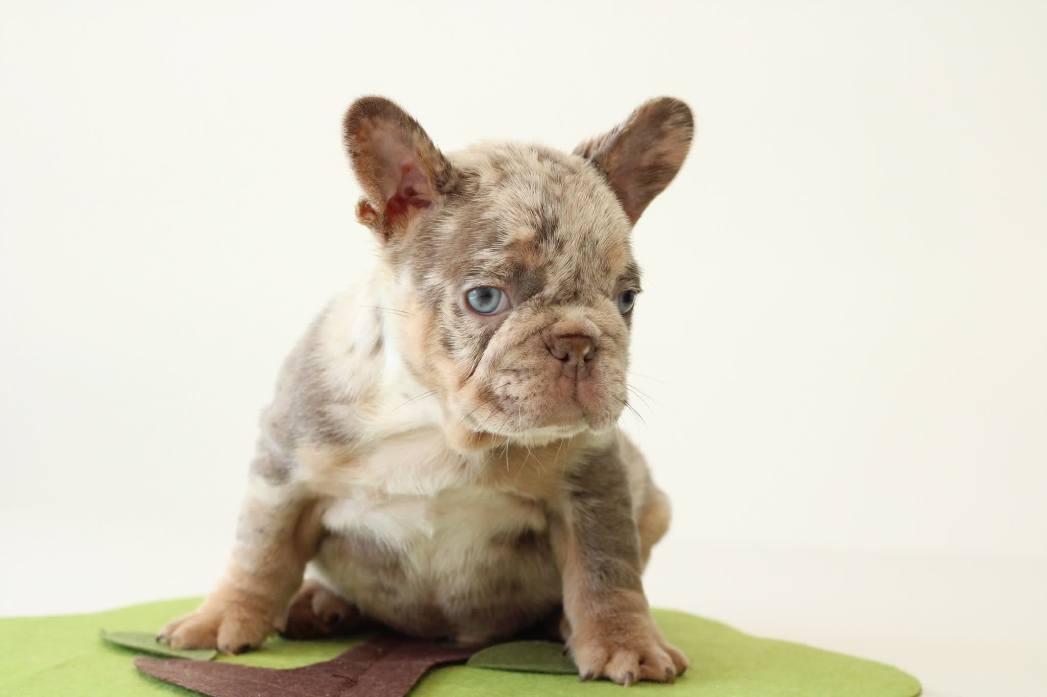 French bulldog blue male Mathew