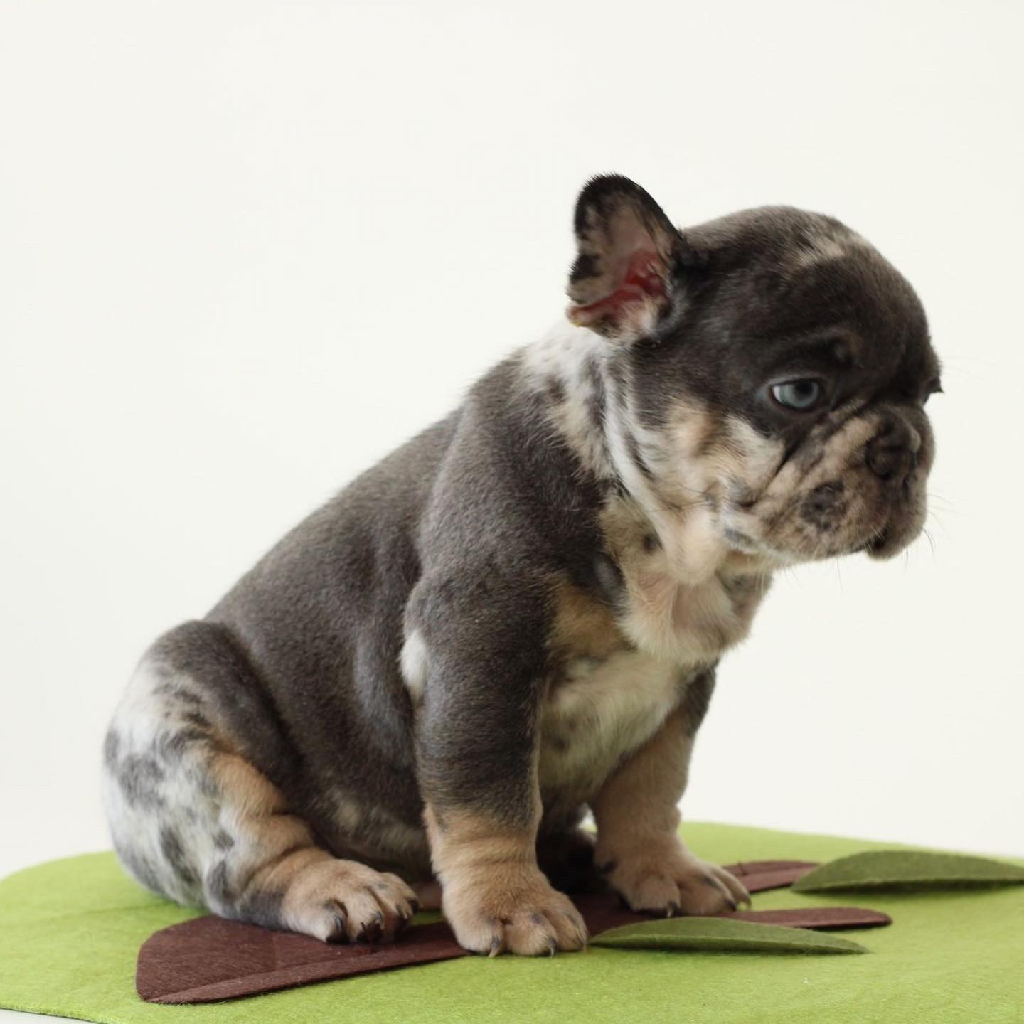 Isabella new shade Male . AtAy bb coco dd Em M, Roberto - 3