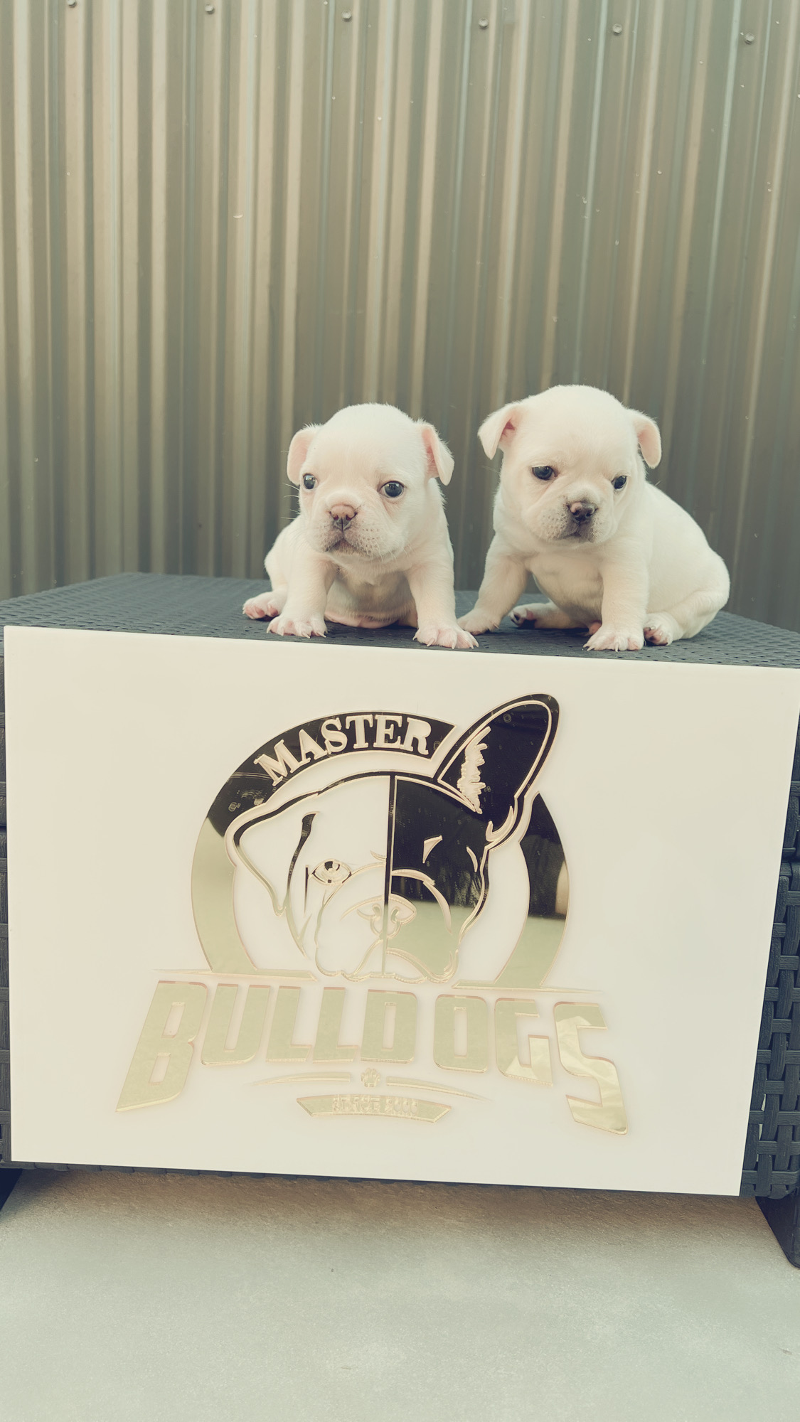 English bulldog Black tree and tan female, Avatar - 6