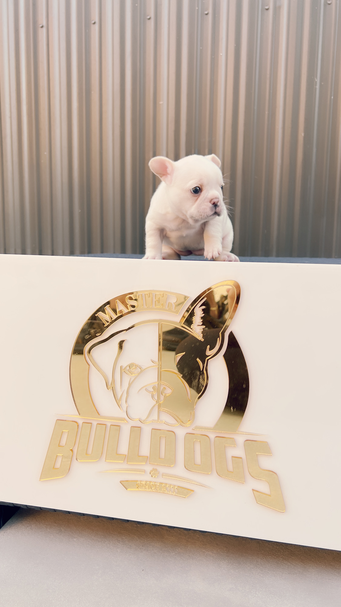 Beautiful french bulldog blue Isabella carrier male - 2