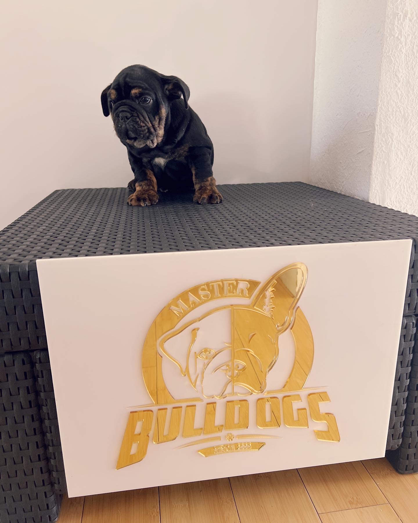 French Bulldog Blue Merle Isabella carrier male fluffy carrier L4, Master bulldog Carlitos. - 7