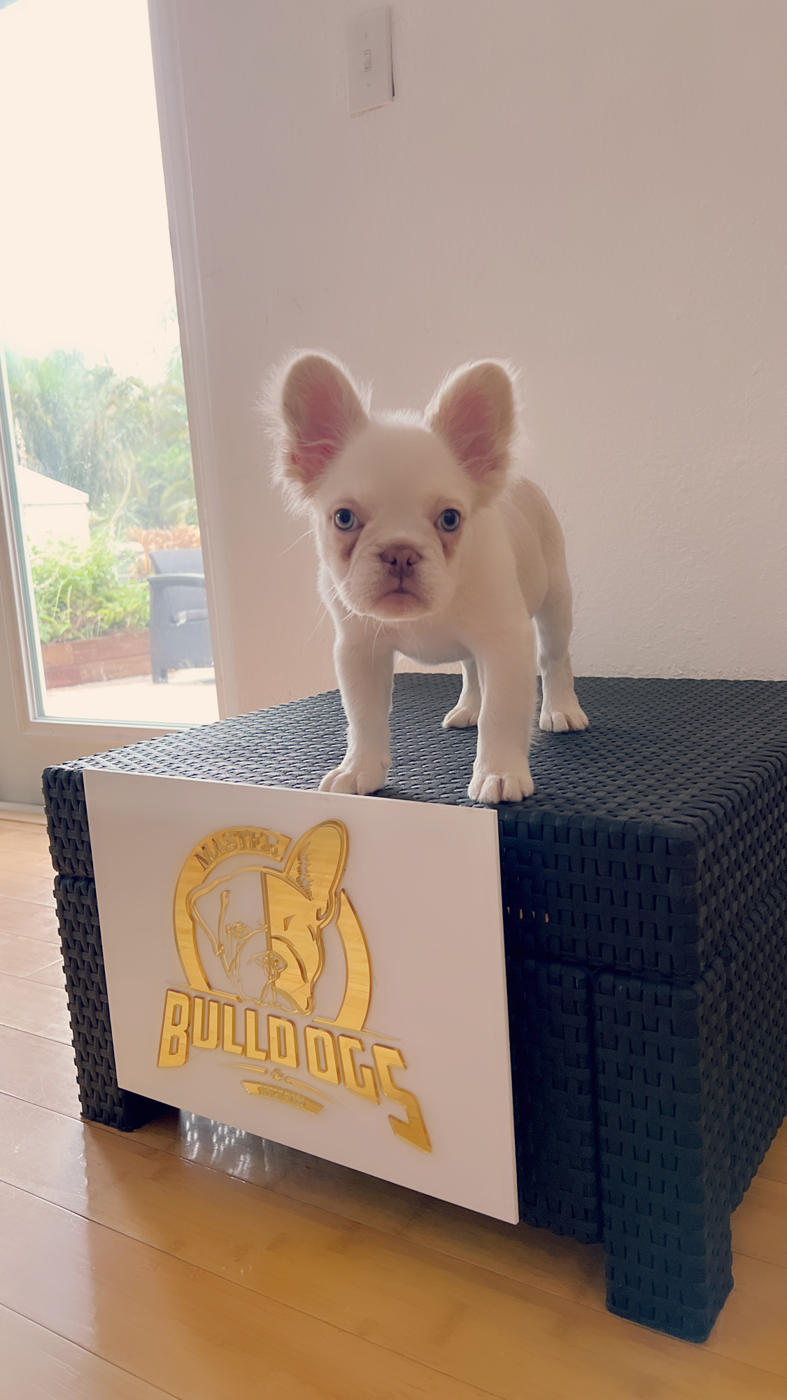 Frenchie male now master bulldogs Pepe