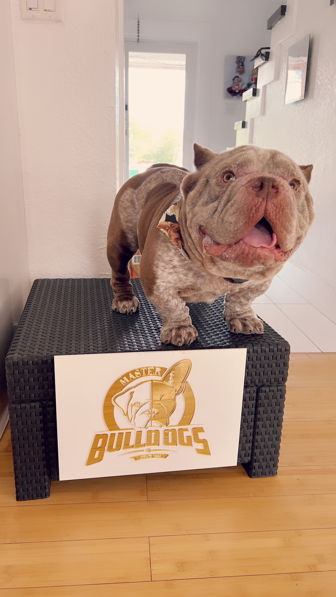 Frenchie male now master bulldogs Pepe - 8