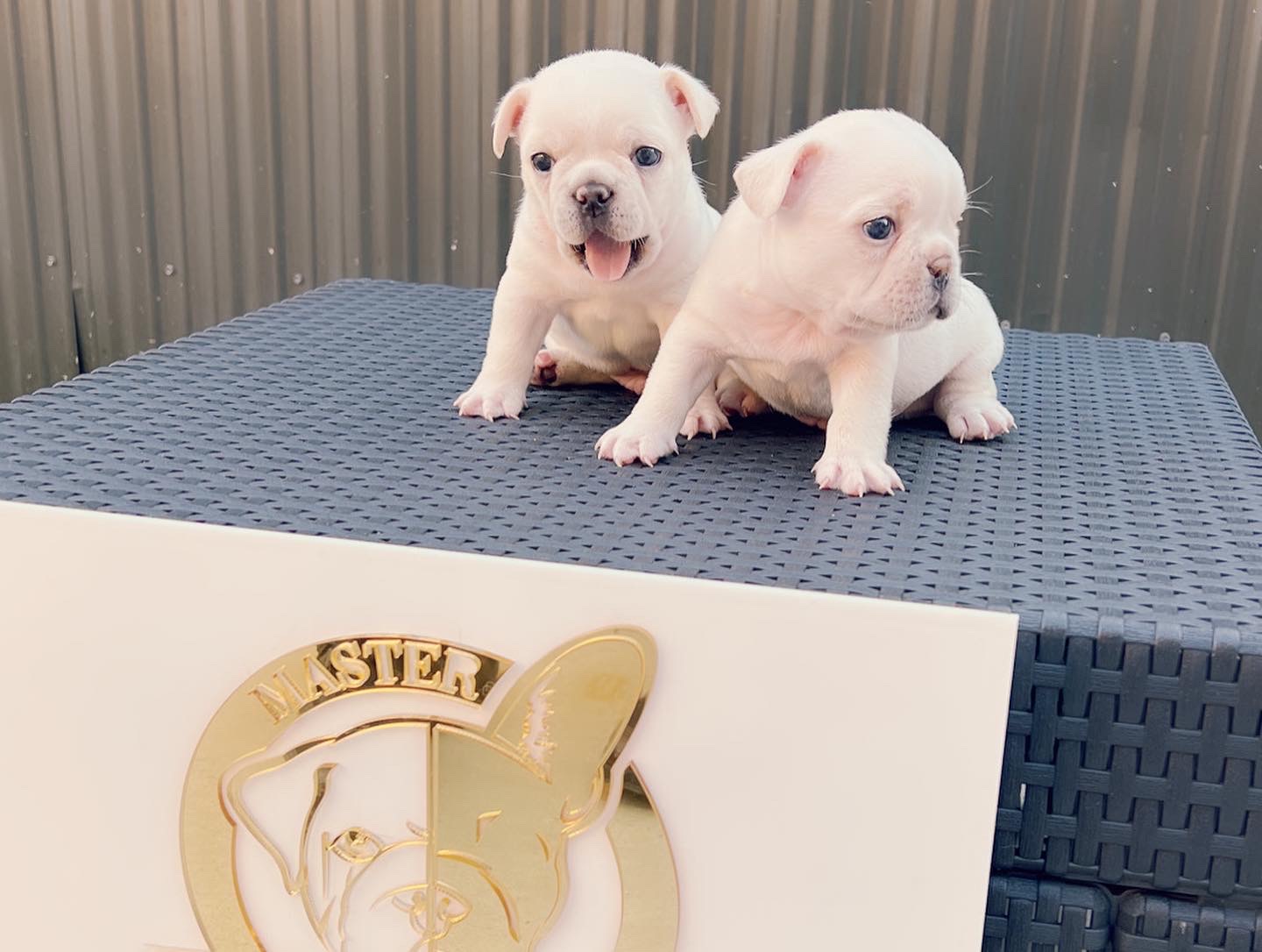 English bulldog Black tree and tan female, Avatar