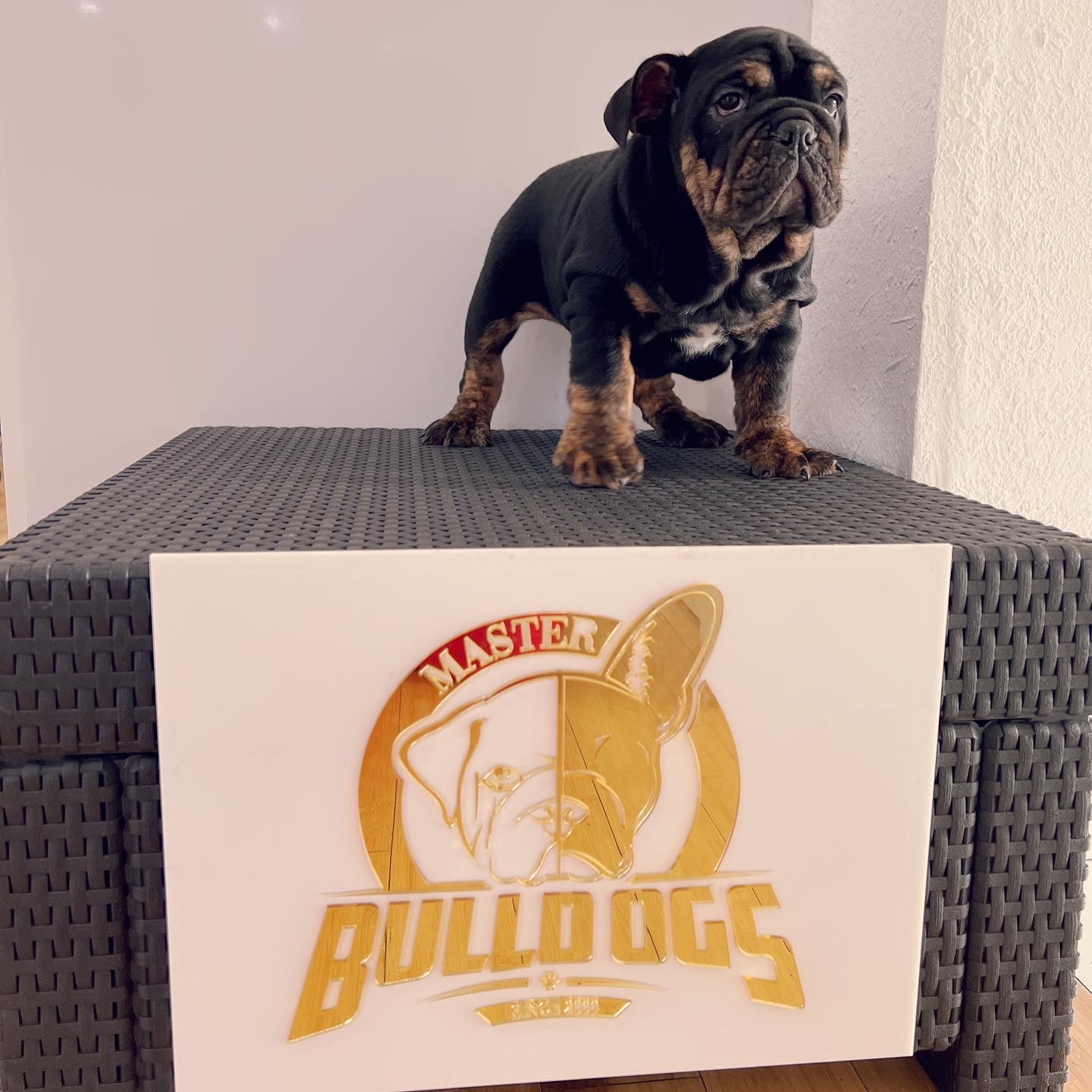 French Bulldog Blue Merle Isabella carrier male fluffy carrier L4, Master bulldog Carlitos.