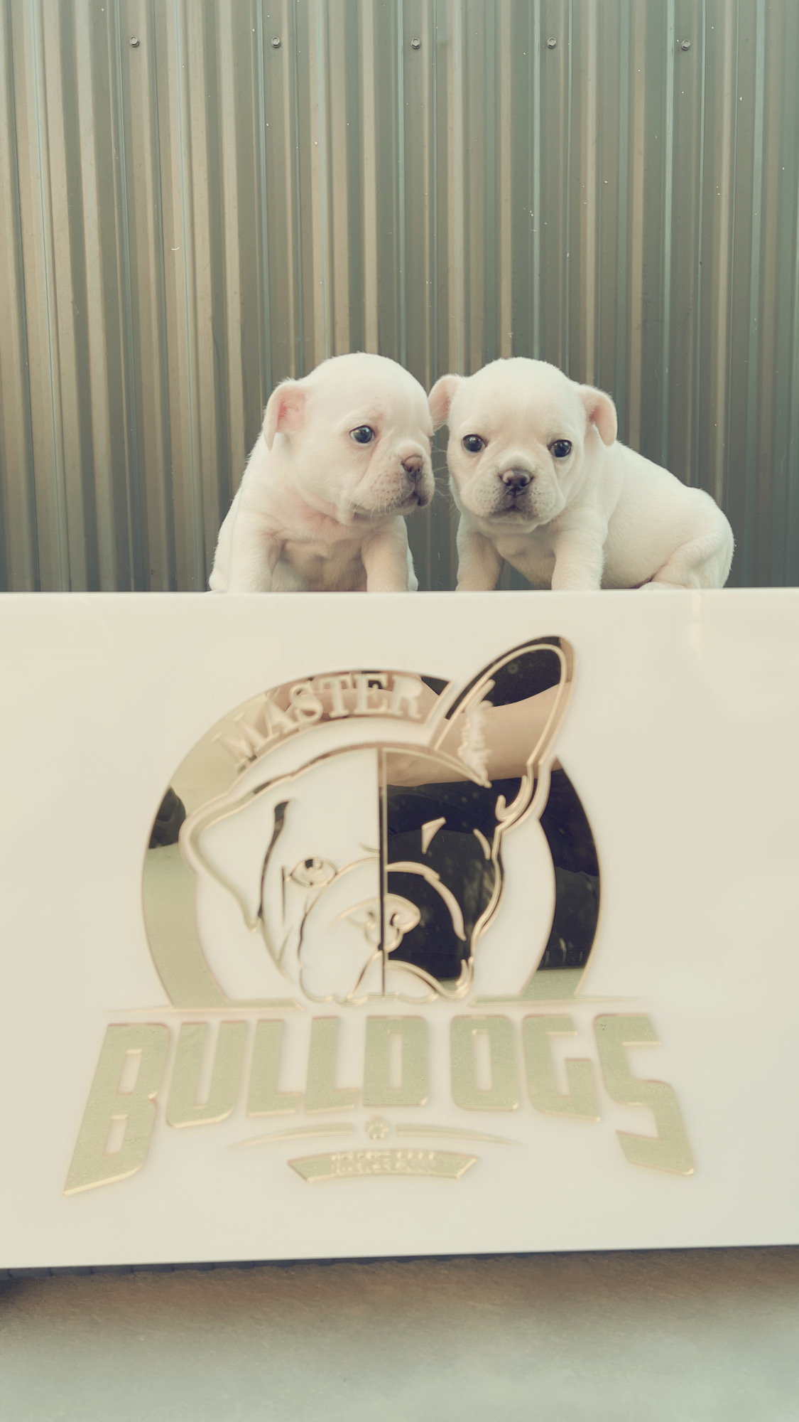 English bulldog Black tree and tan female, Avatar - 5