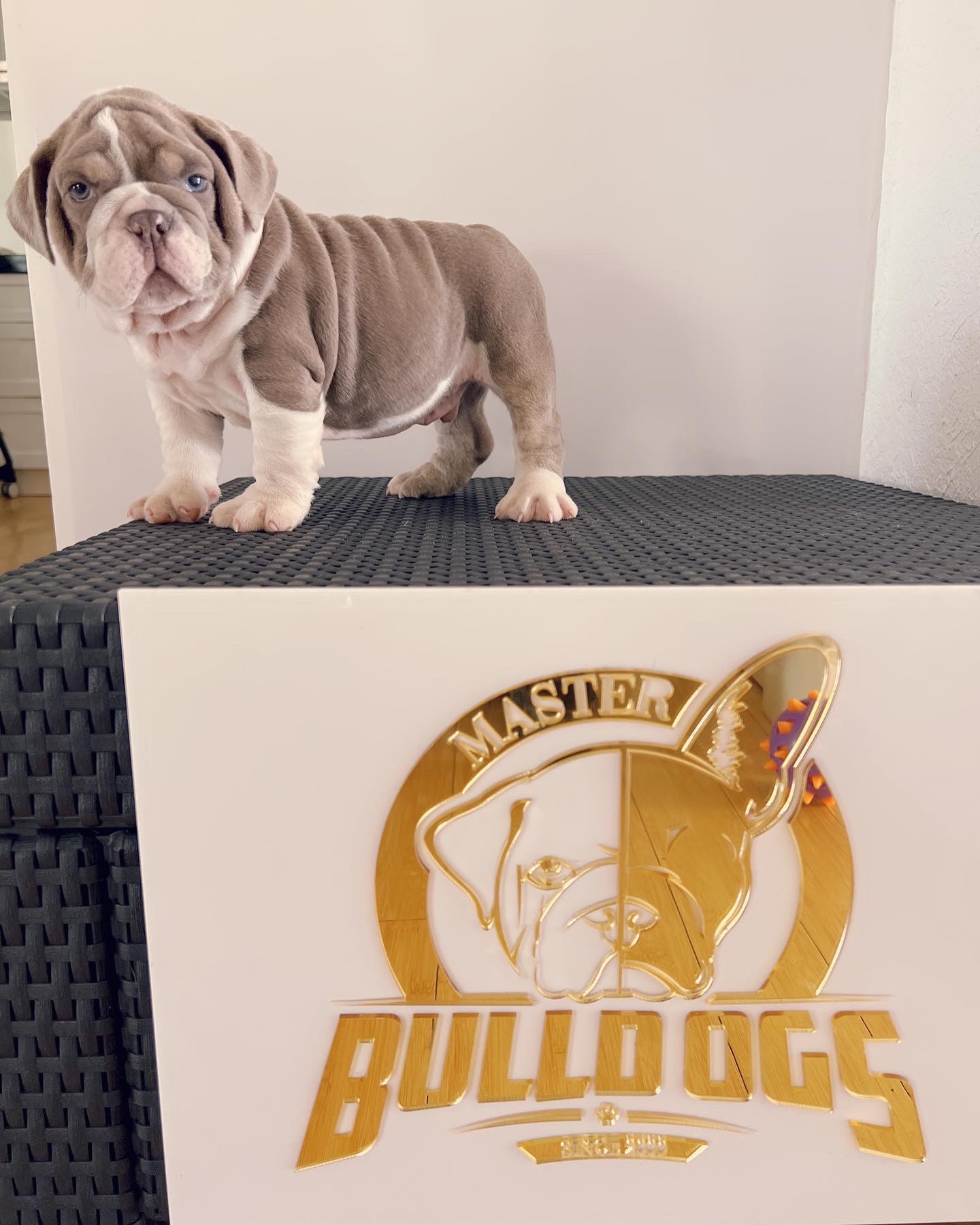 compact Isabella Merle and tan male fluffy carrier L4, Tyson - 4