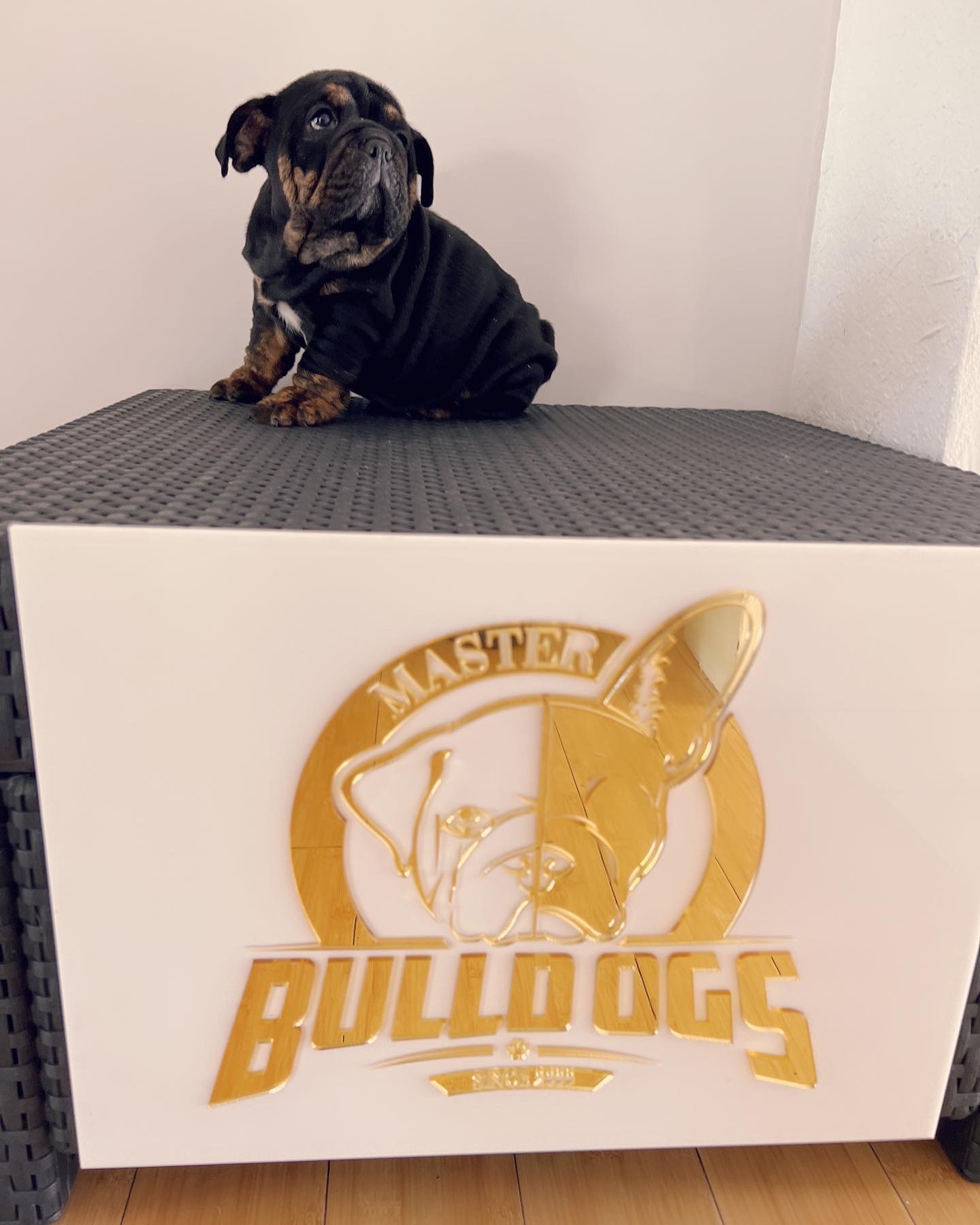 French Bulldog Blue Merle Isabella carrier male fluffy carrier L4, Master bulldog Carlitos. - 8