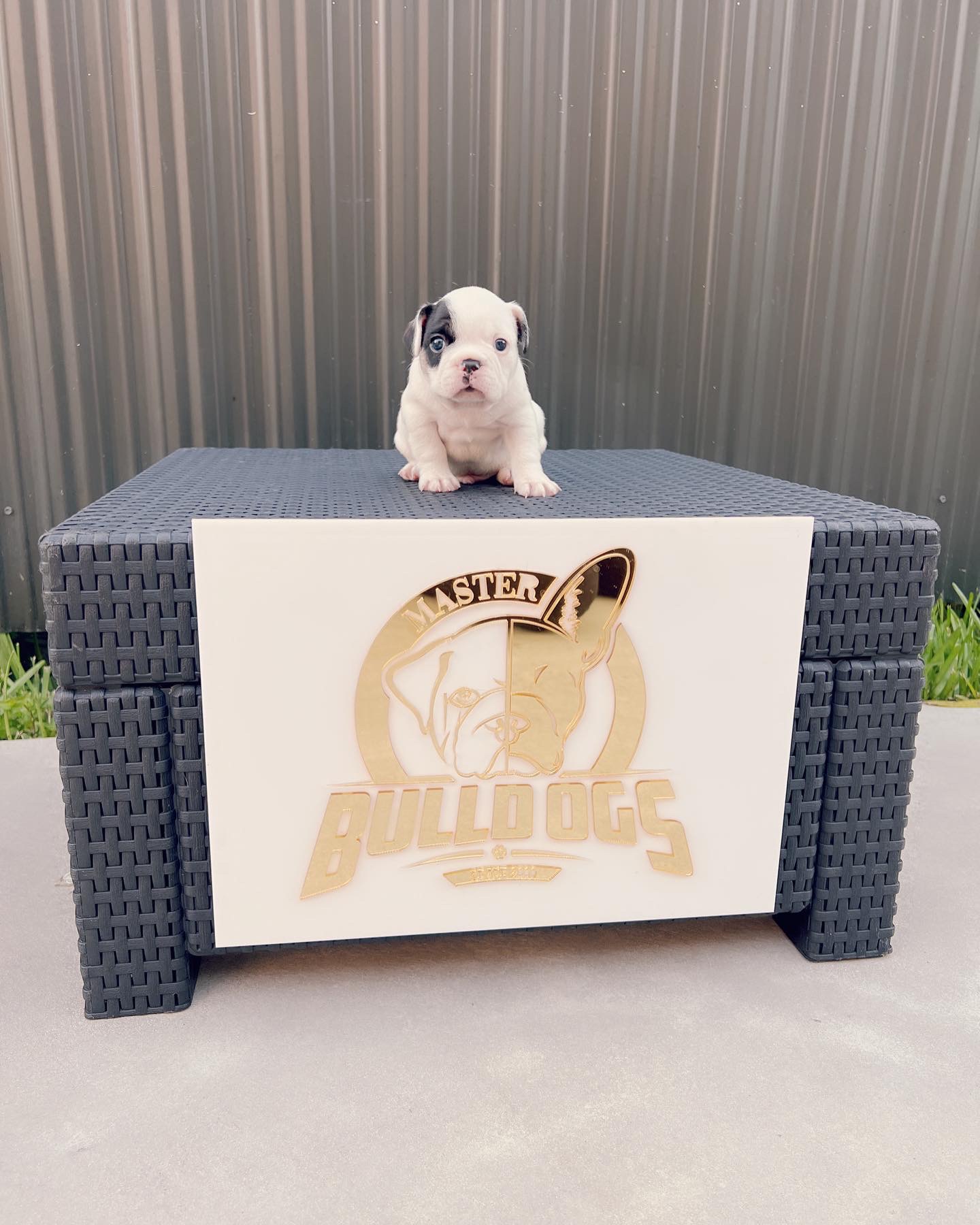 English bulldog lilac tree male Master bulldog Maluma - 5