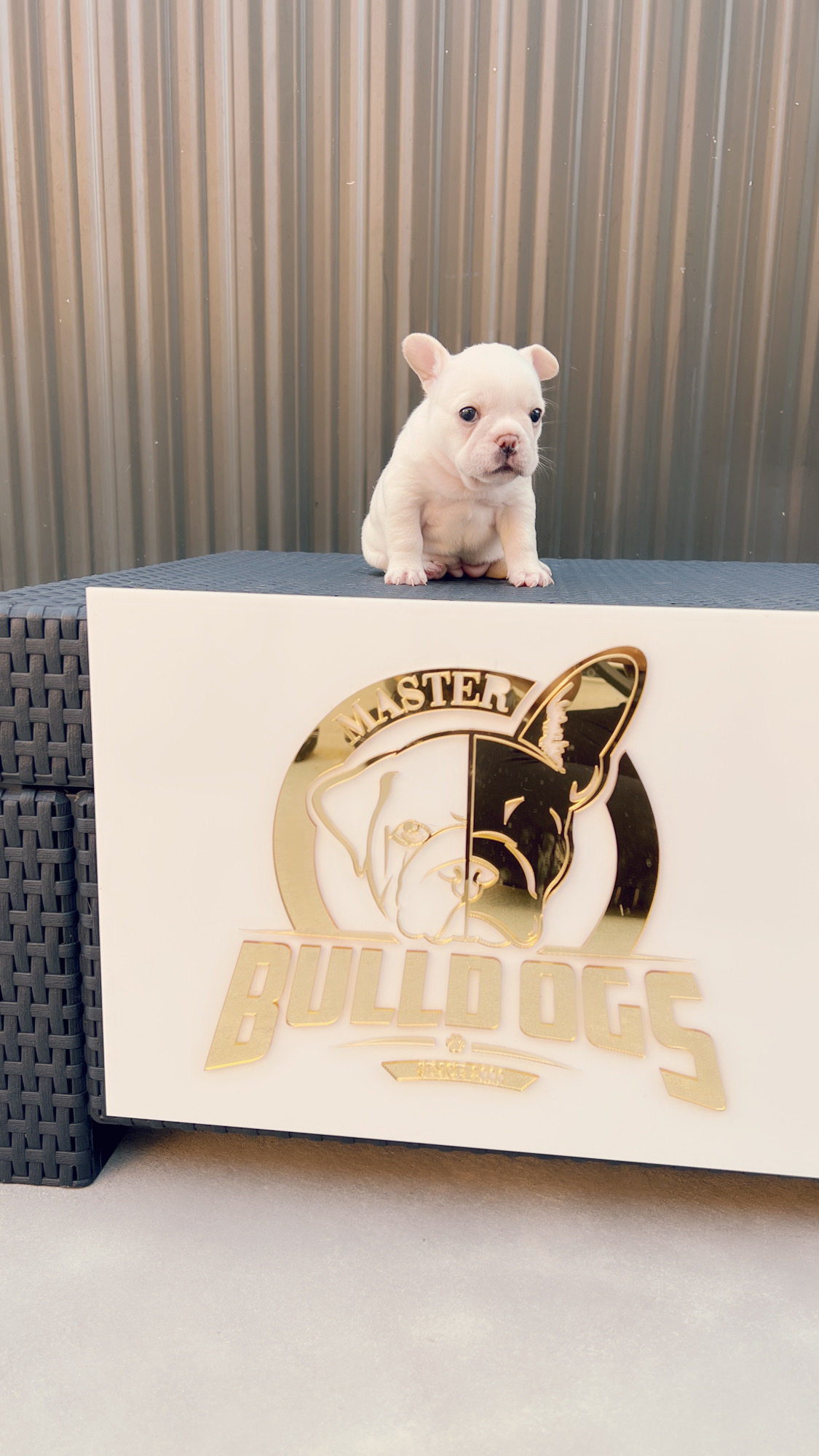 Beautiful french bulldog blue Isabella carrier male - 9