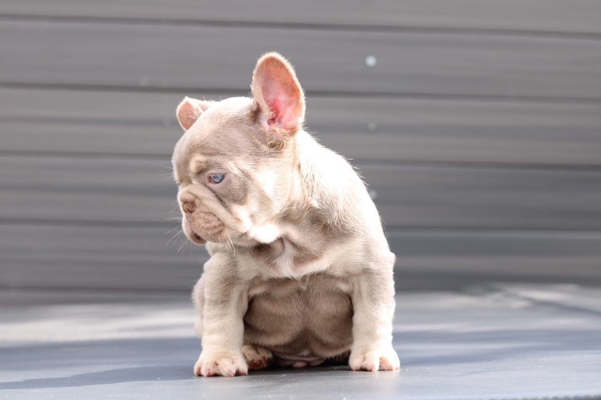 fawn Isabella carrier females, Master bulldog Frozen & Anna - 5