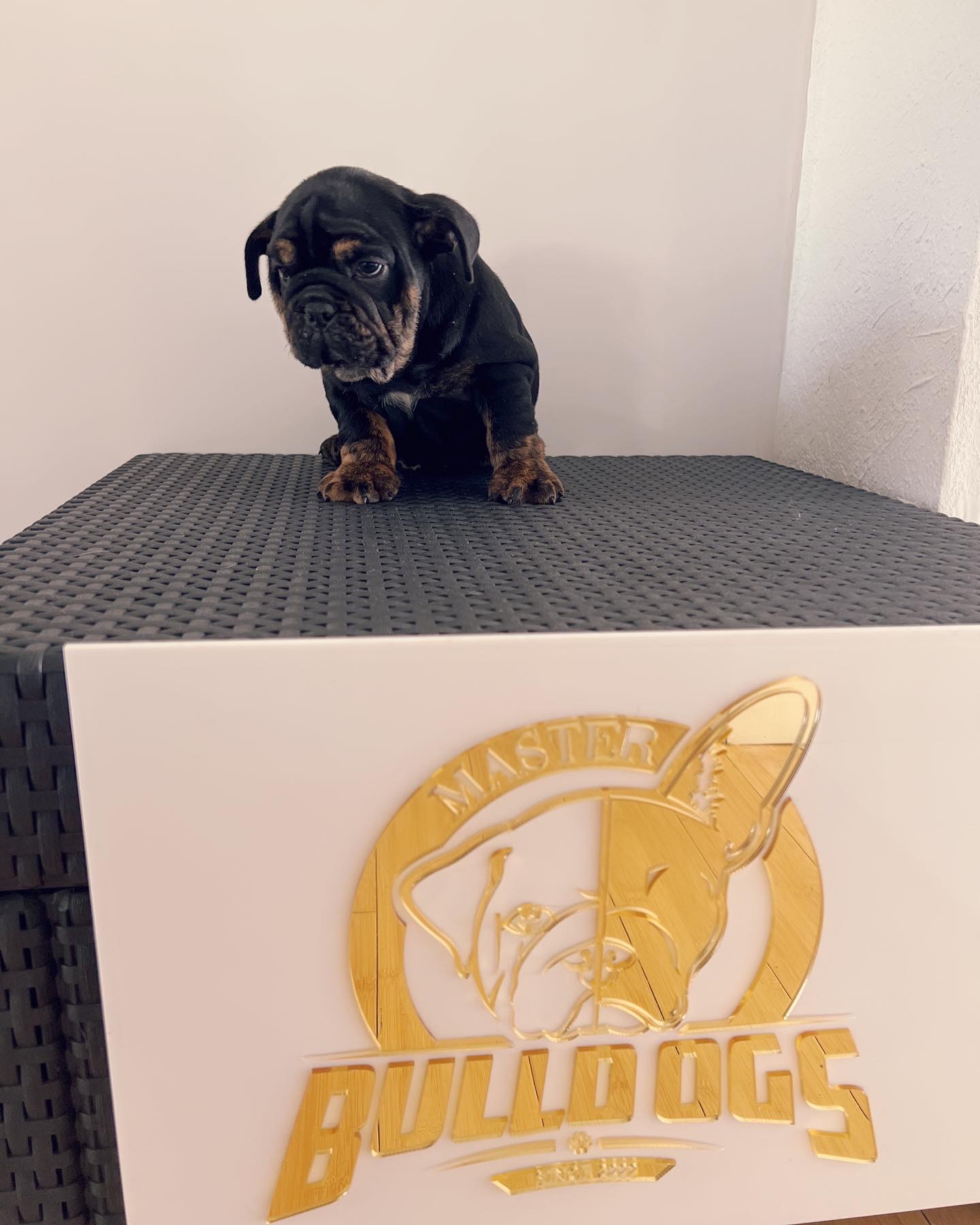 French Bulldog Blue Merle Isabella carrier male fluffy carrier L4, Master bulldog Carlitos. - 6