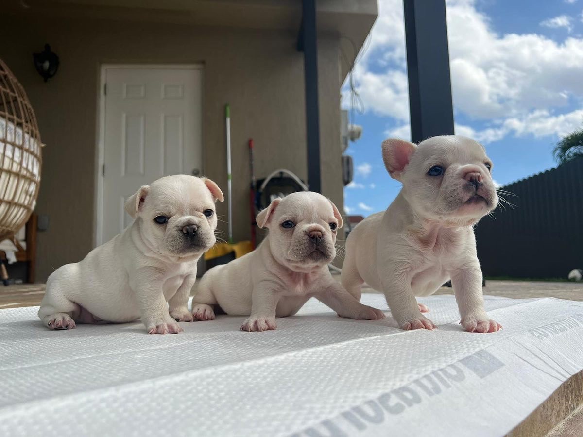 English bulldog Black tree and tan female, Avatar - 4