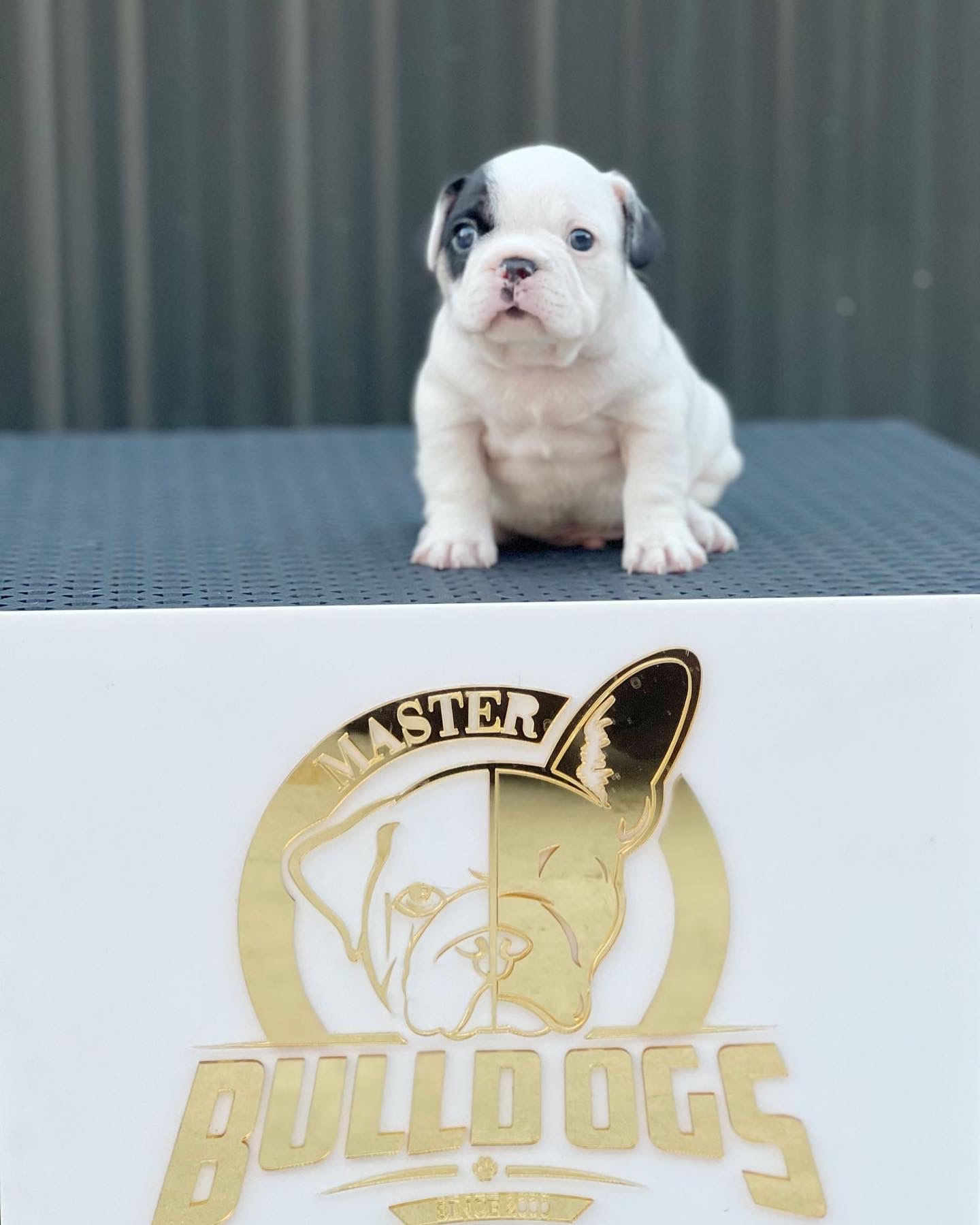 English bulldog lilac tree male Master bulldog Maluma