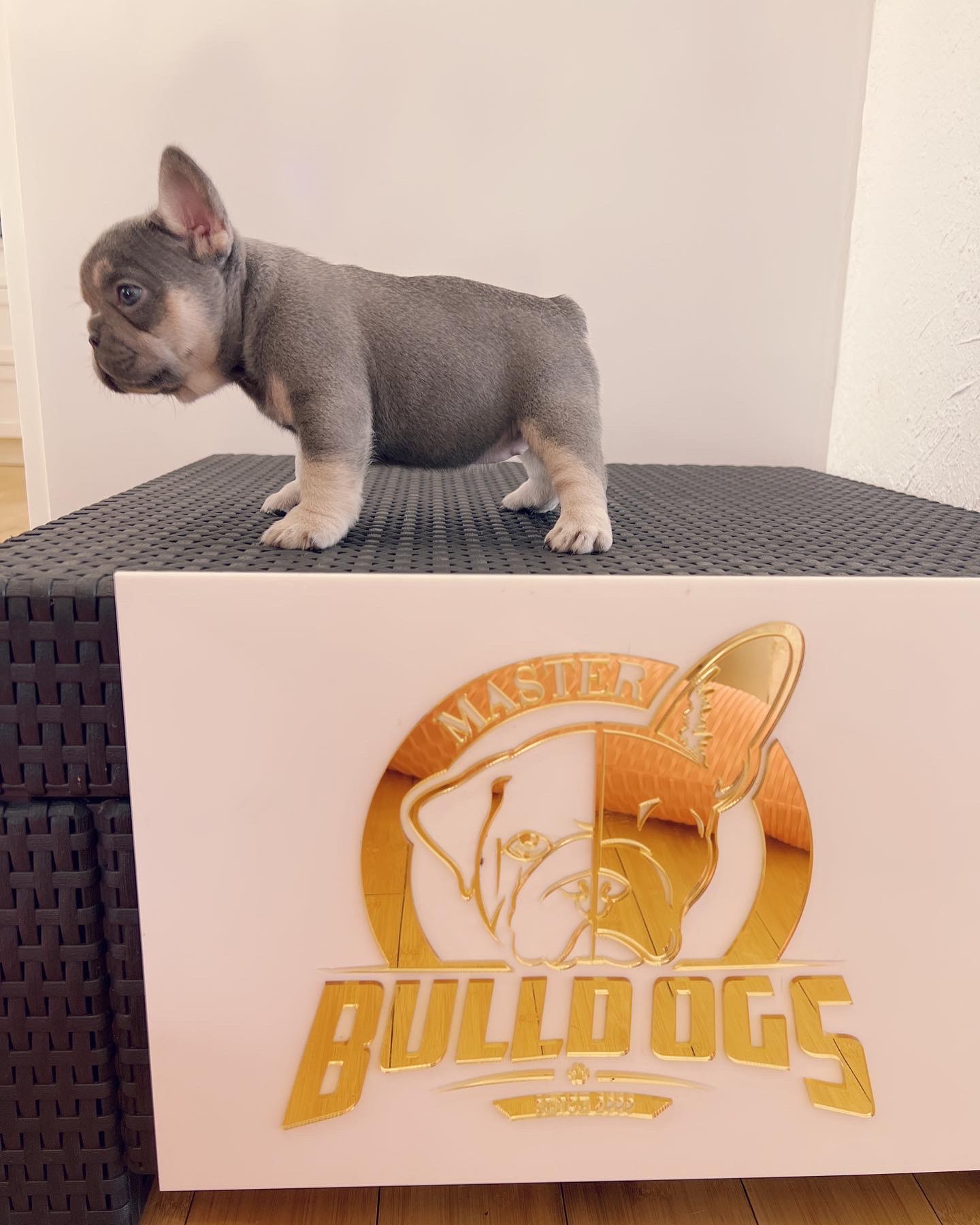 Micro bully stud service Zeus - 3