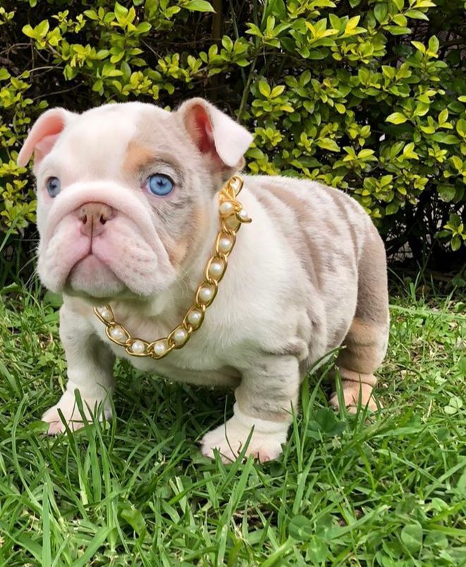 Beautiful Isabella New Shade L4 carrier miami Baby Yoda - 6