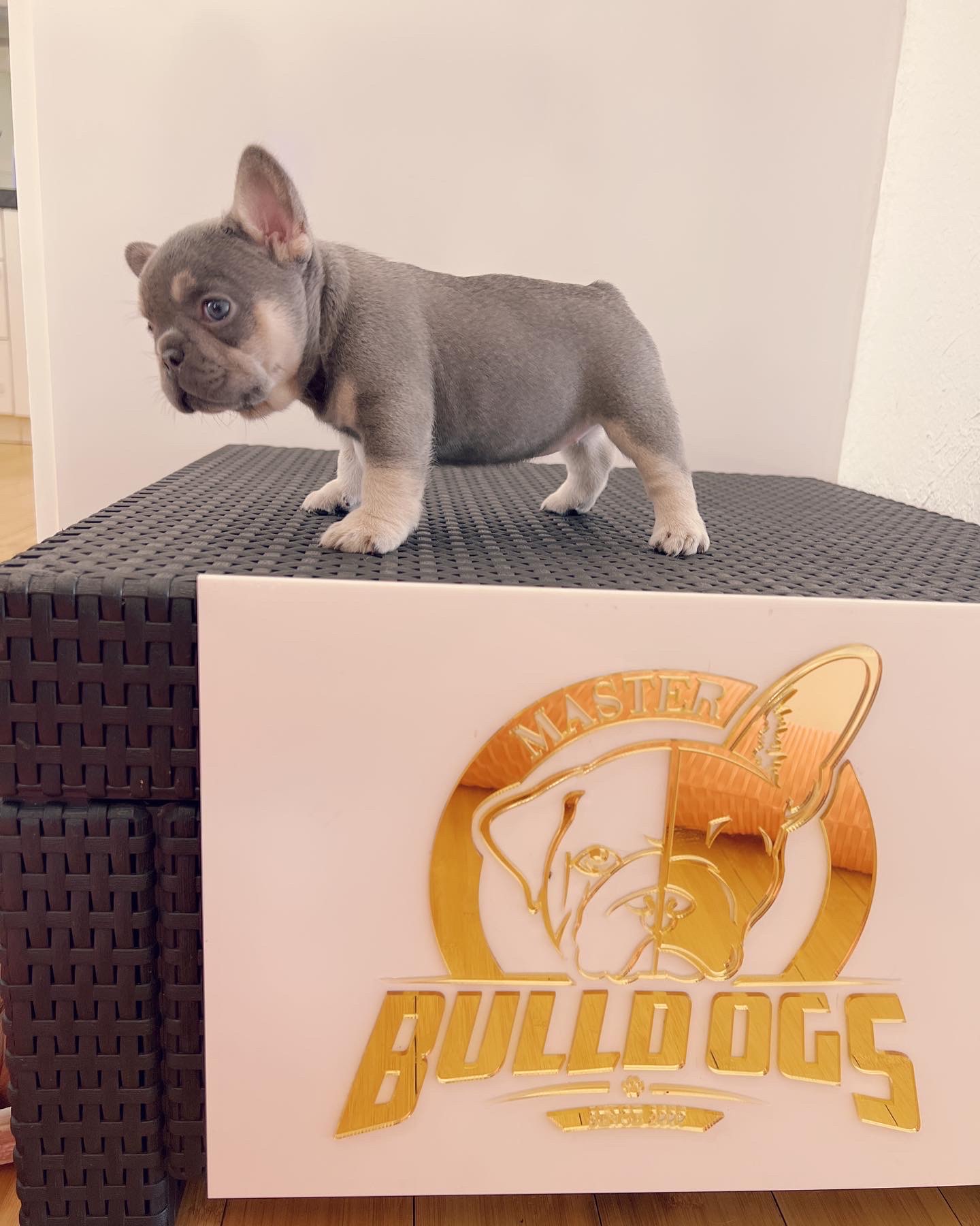 Micro bully stud service Zeus - 5