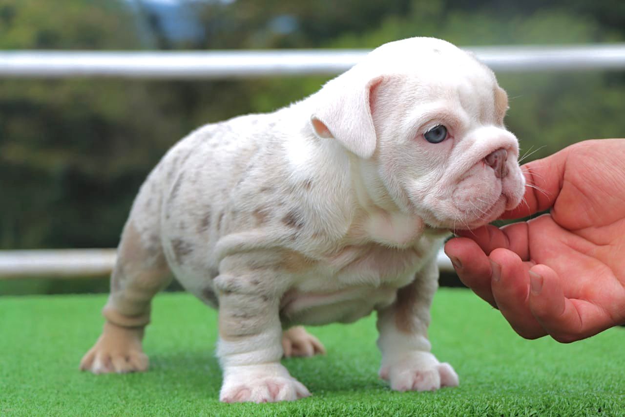 Beautiful Isabella New Shade L4 carrier miami Baby Yoda