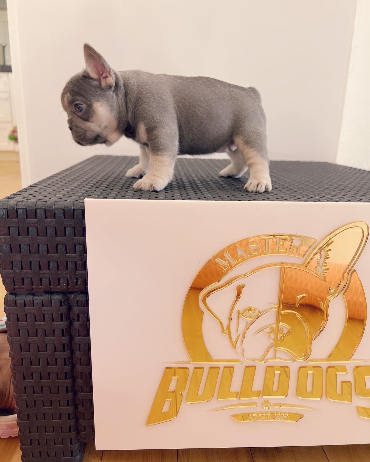 Micro bully stud service Zeus - 4