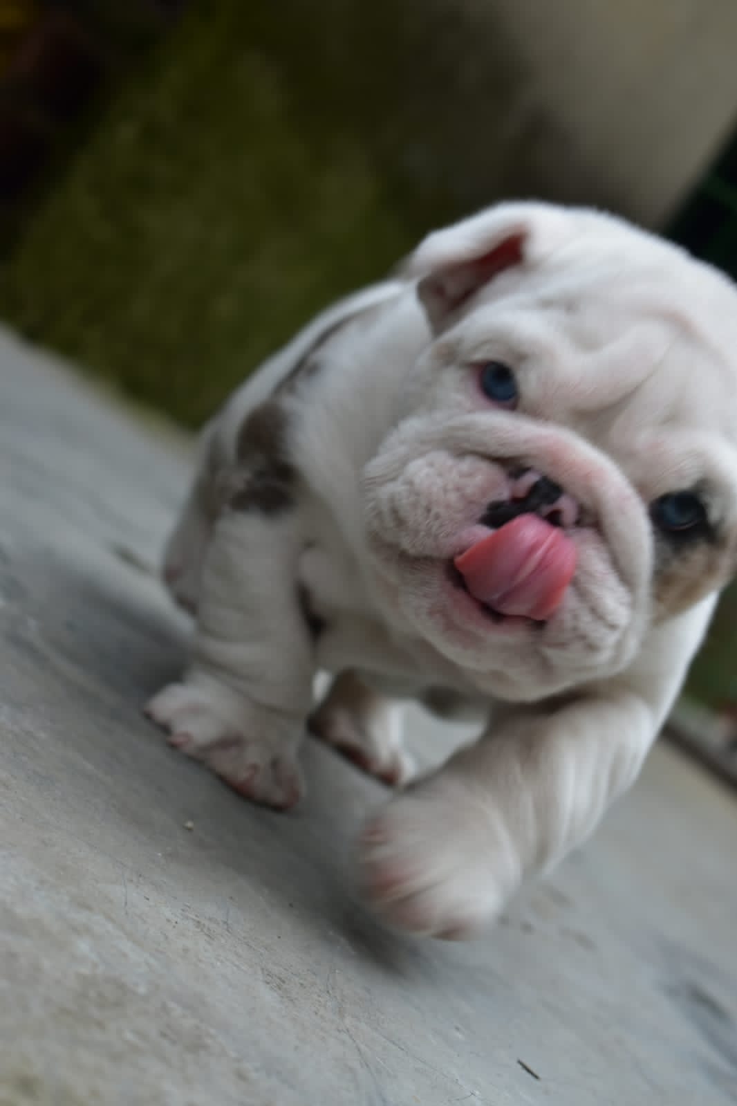Beautiful French bulldog platinum visible fluffy isabella carrier, master Bulldogs Griselda Blanco