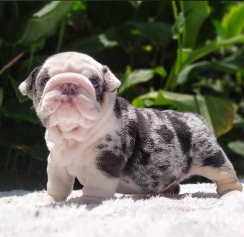 Beautiful French bulldog platinum visible fluffy isabella carrier, master Bulldogs Griselda Blanco - 2