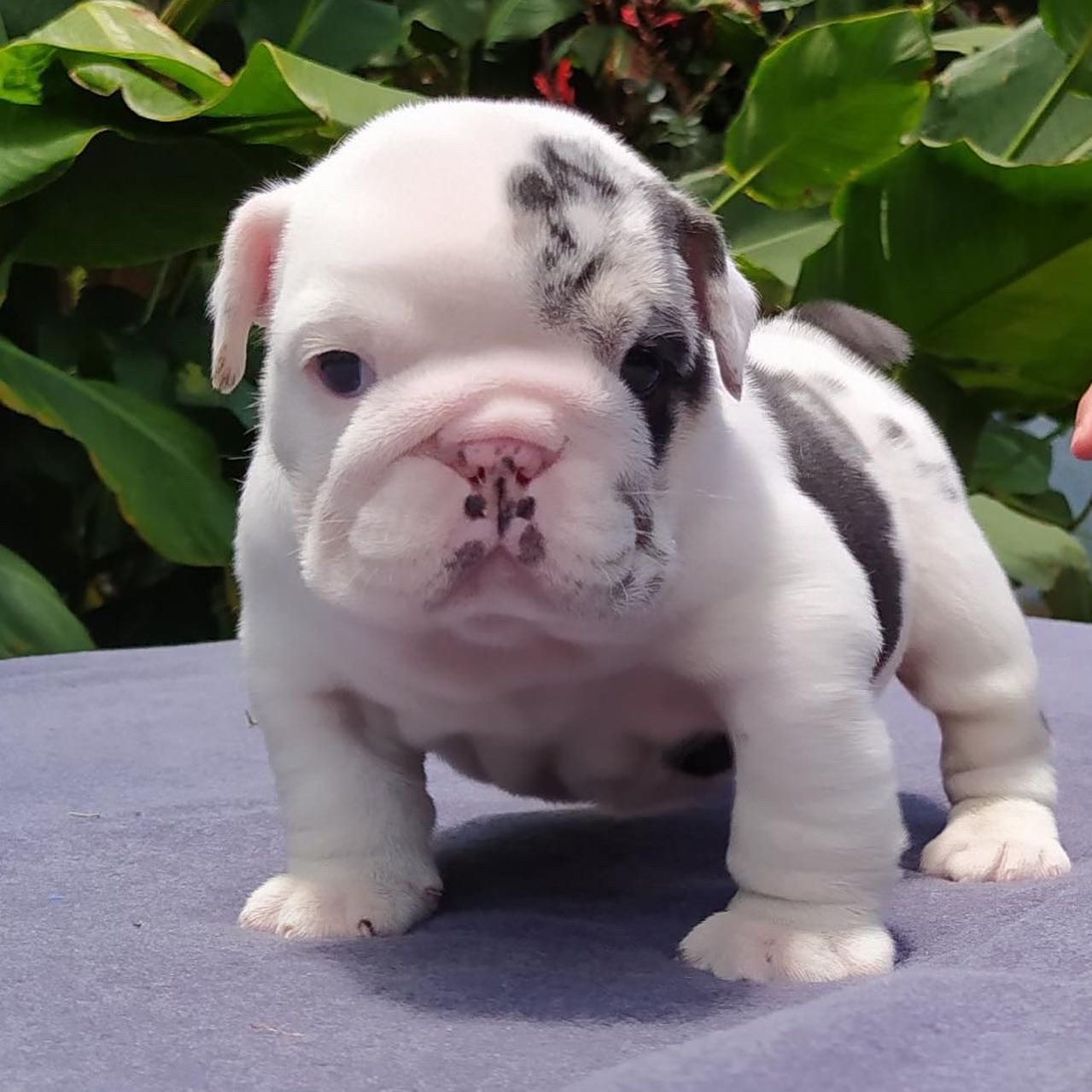 Beautiful French bulldog platinum visible fluffy isabella carrier, master Bulldogs Griselda Blanco