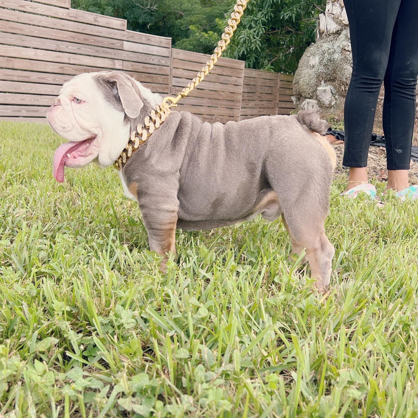 Pets Hotel / Overnight Services​ - 3