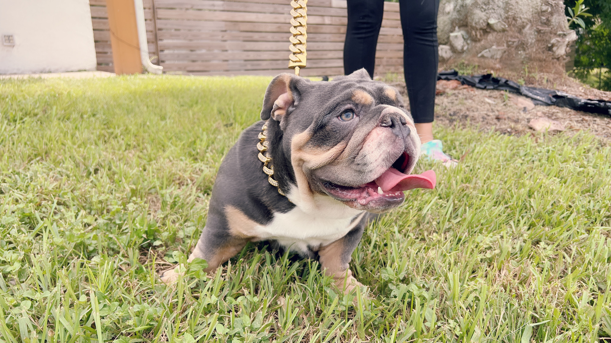 Veterinary Services - 11