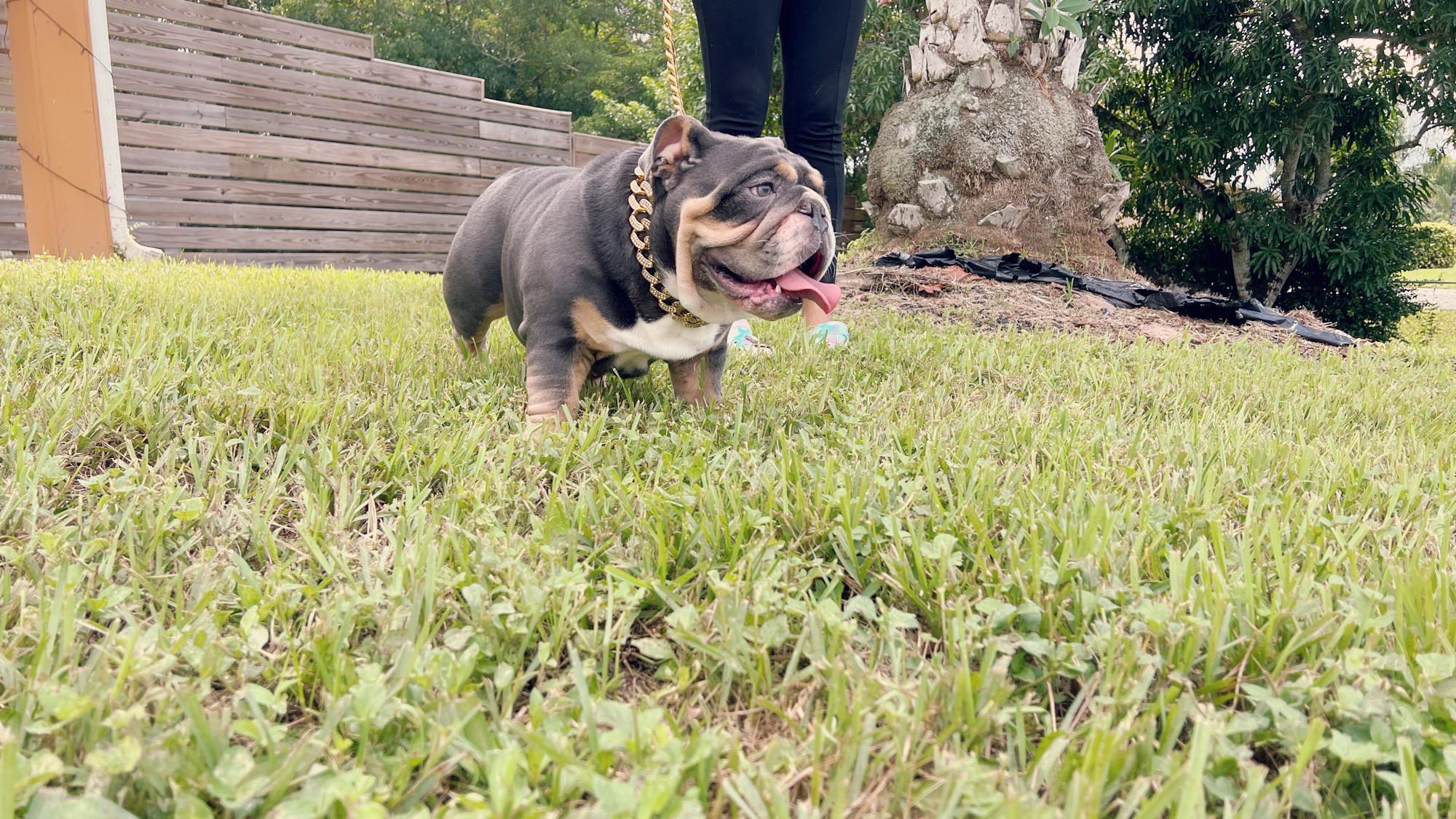 Veterinary Services - 2