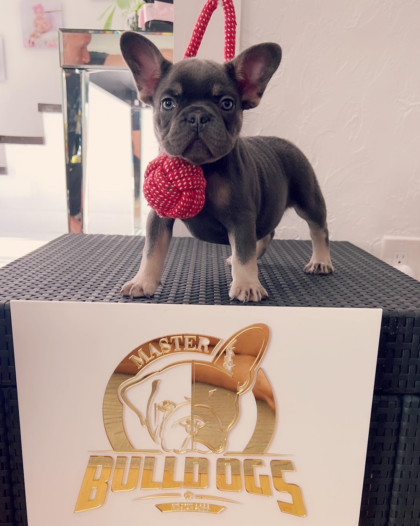 French Bulldog choco merle and tan female Oreo