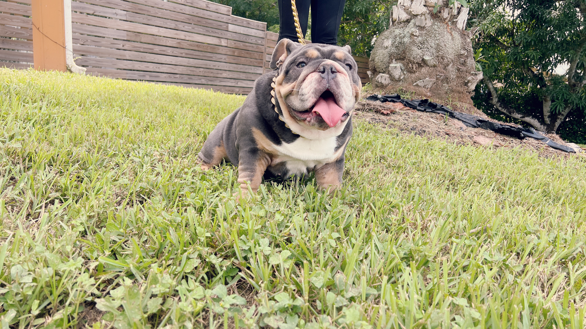 Veterinary Services - 5