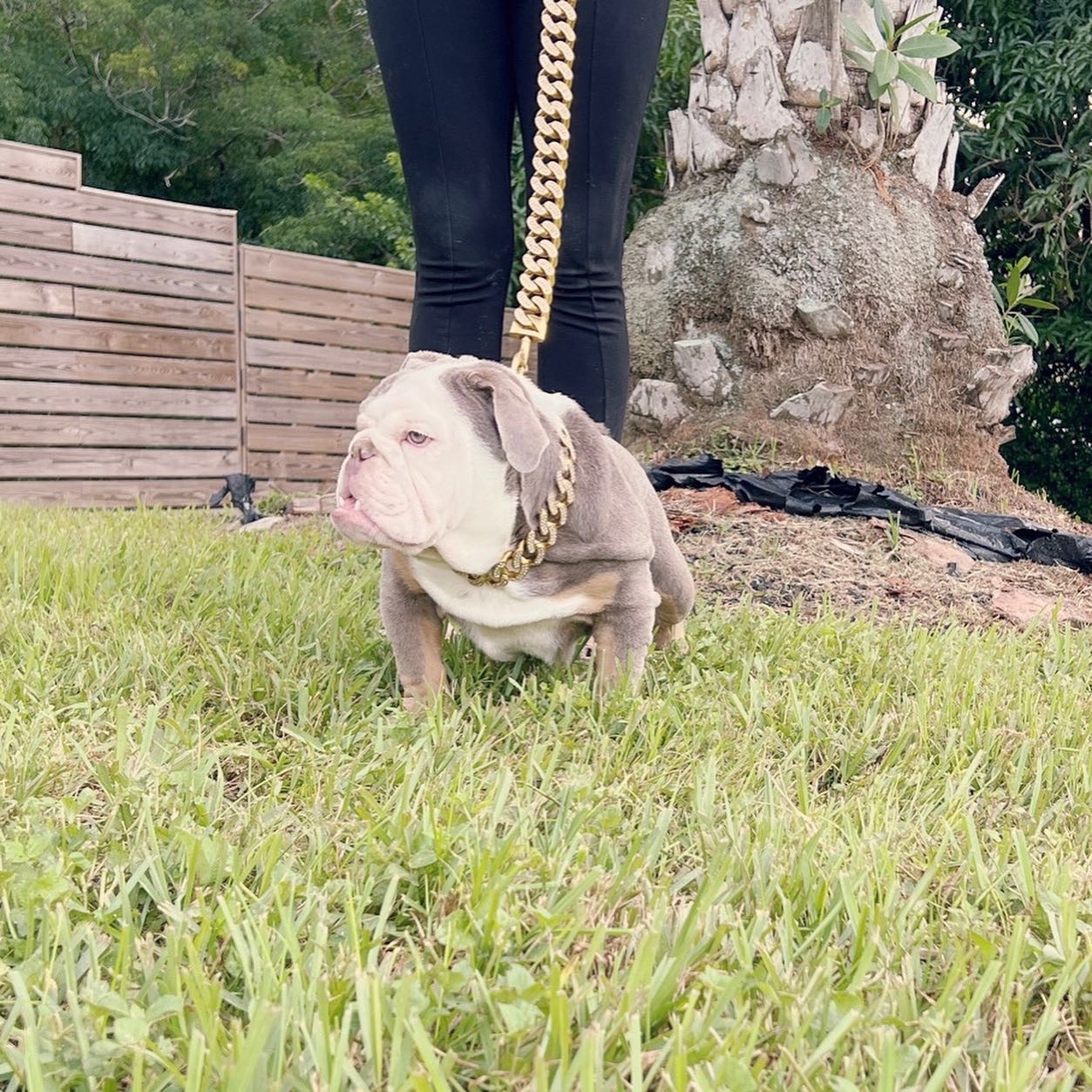 Pets Hotel / Overnight Services​ - 12