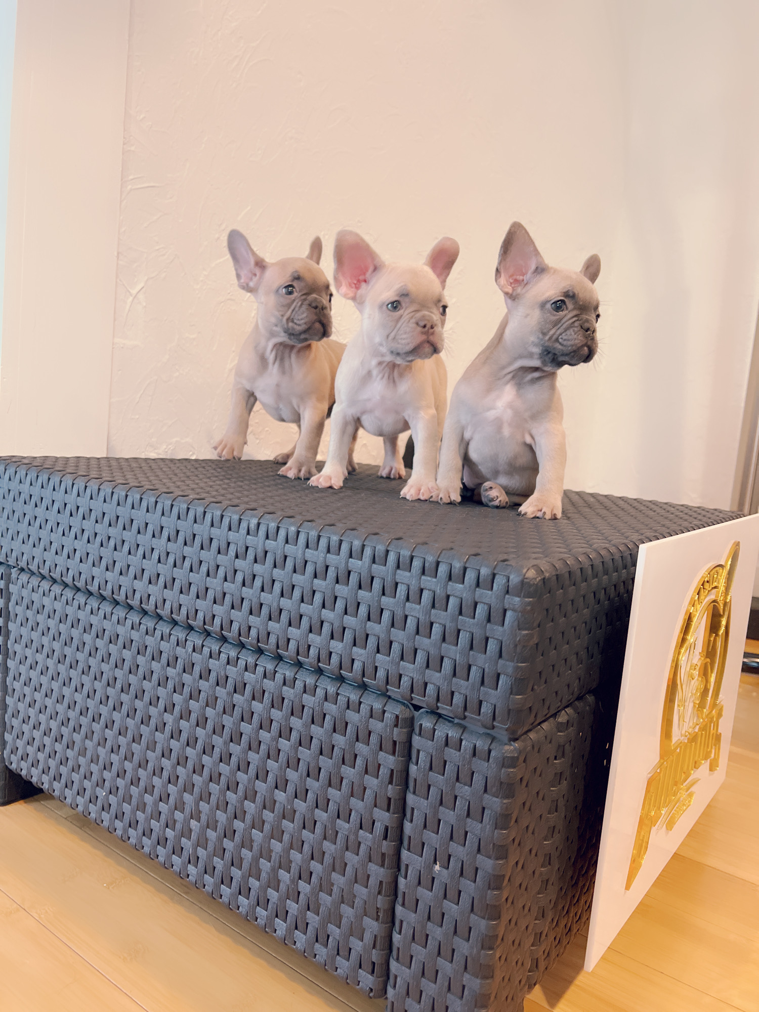 Pomeranian teacup teddy bear face (female) master bulldogs TITI - 3