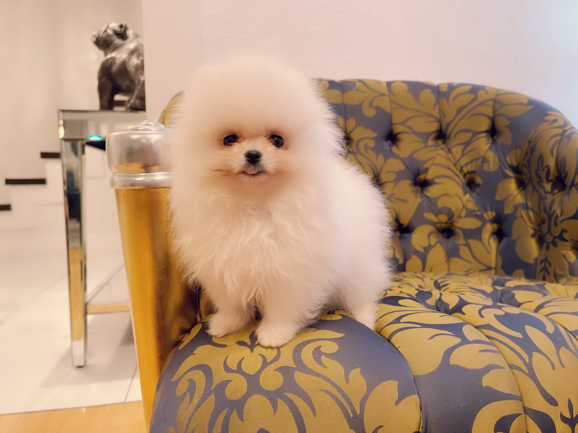 Escobar (English bulldog Stud service). - 8