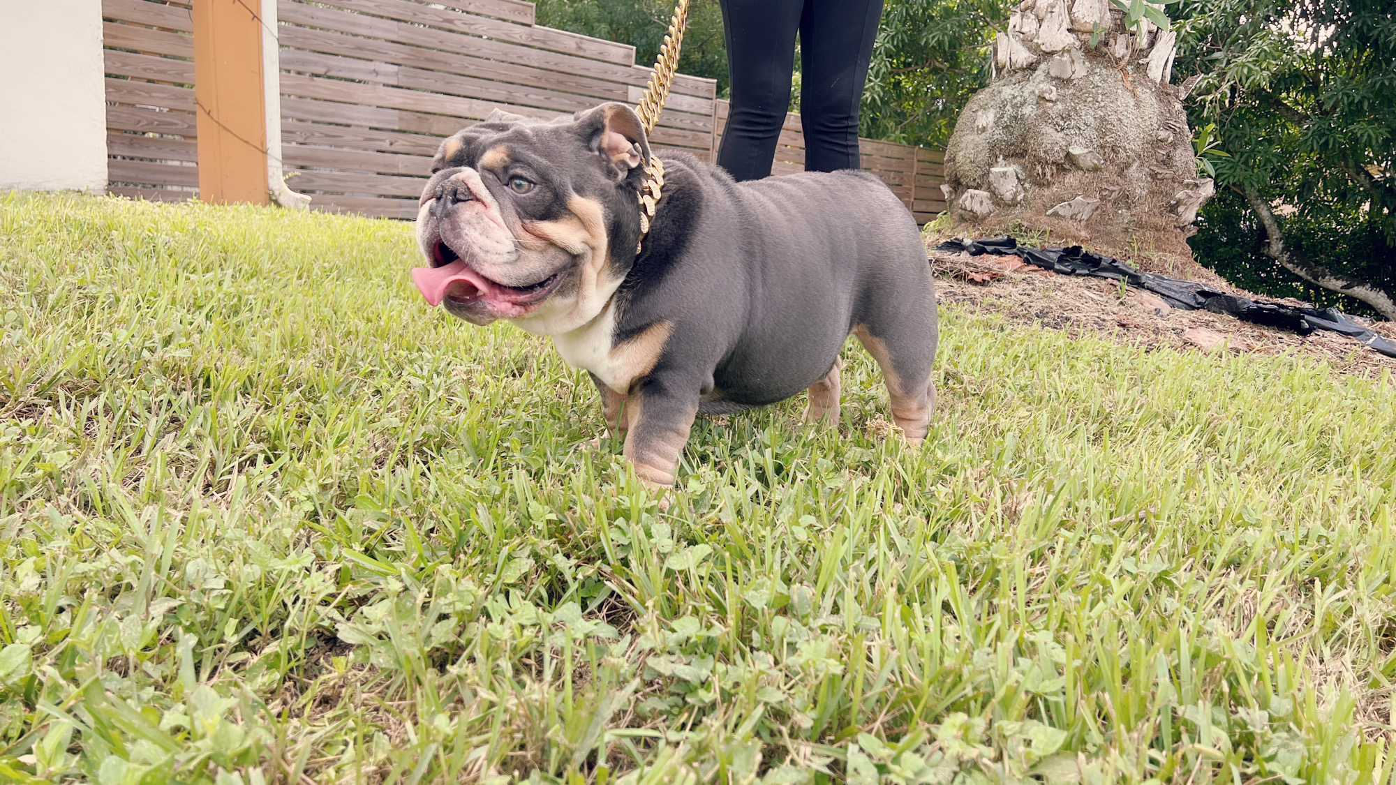 Veterinary Services - 7