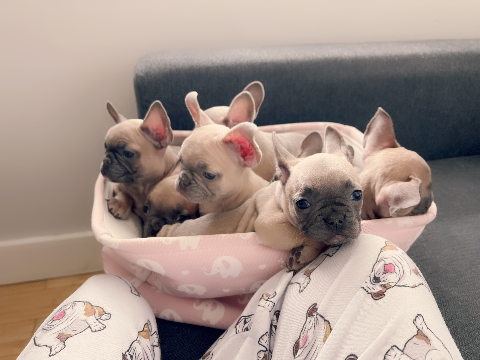 Pomeranian teacup teddy bear face (female) master bulldogs TITI - 6