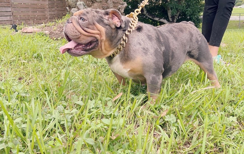 English bulldog Blue Merle And tan Male Tylor - 20