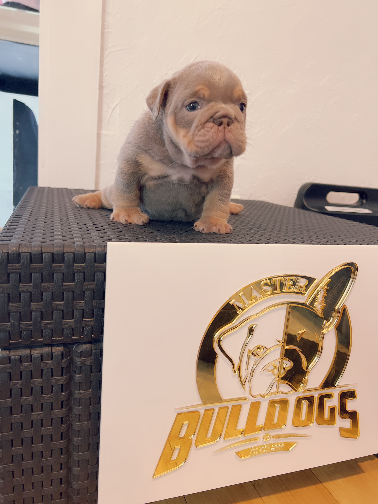 Available Puppies - 11