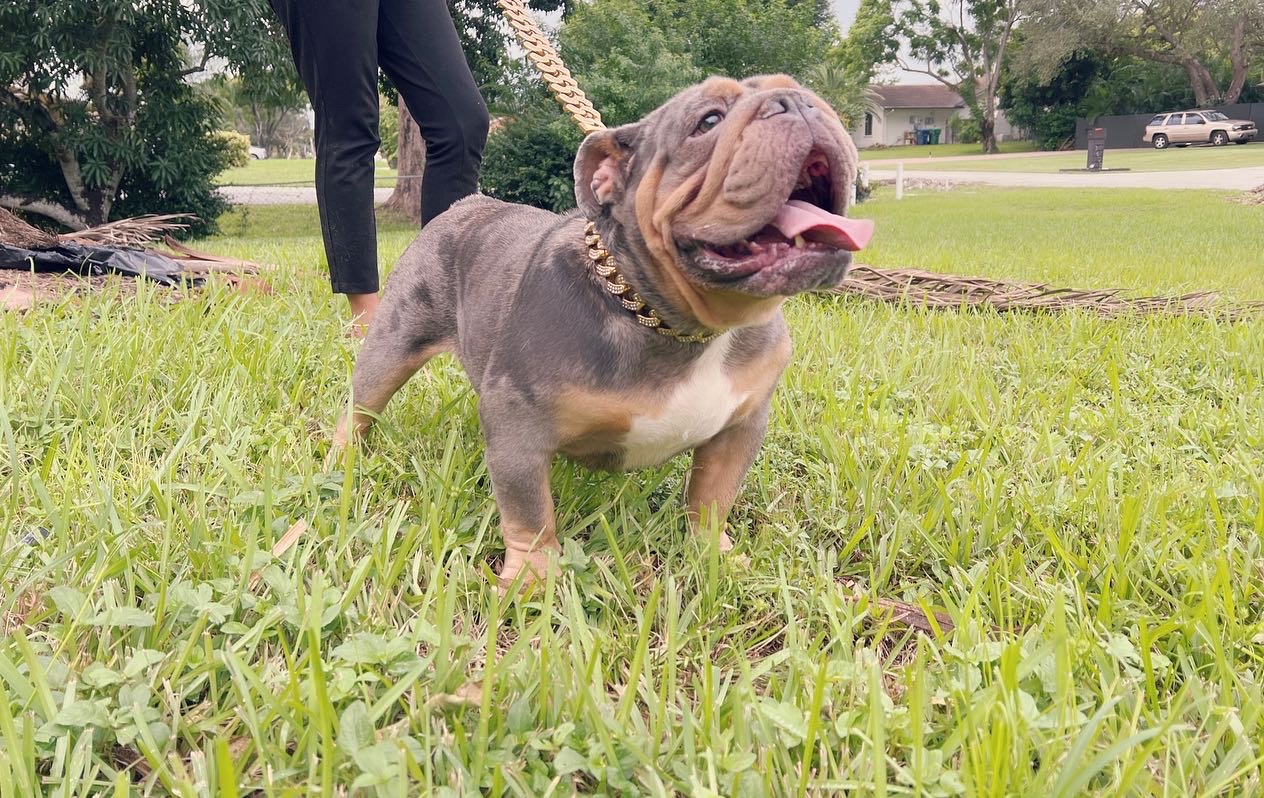 English bulldog Blue Merle And tan Male Tylor - 19