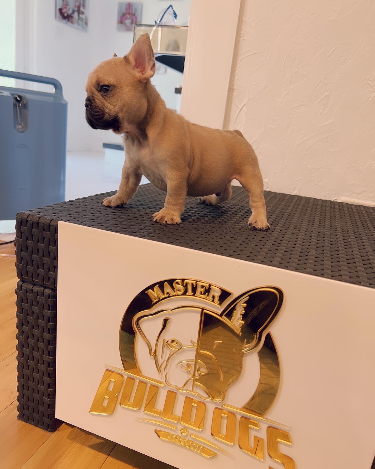 French bulldog lilac Merle female Anita - 5