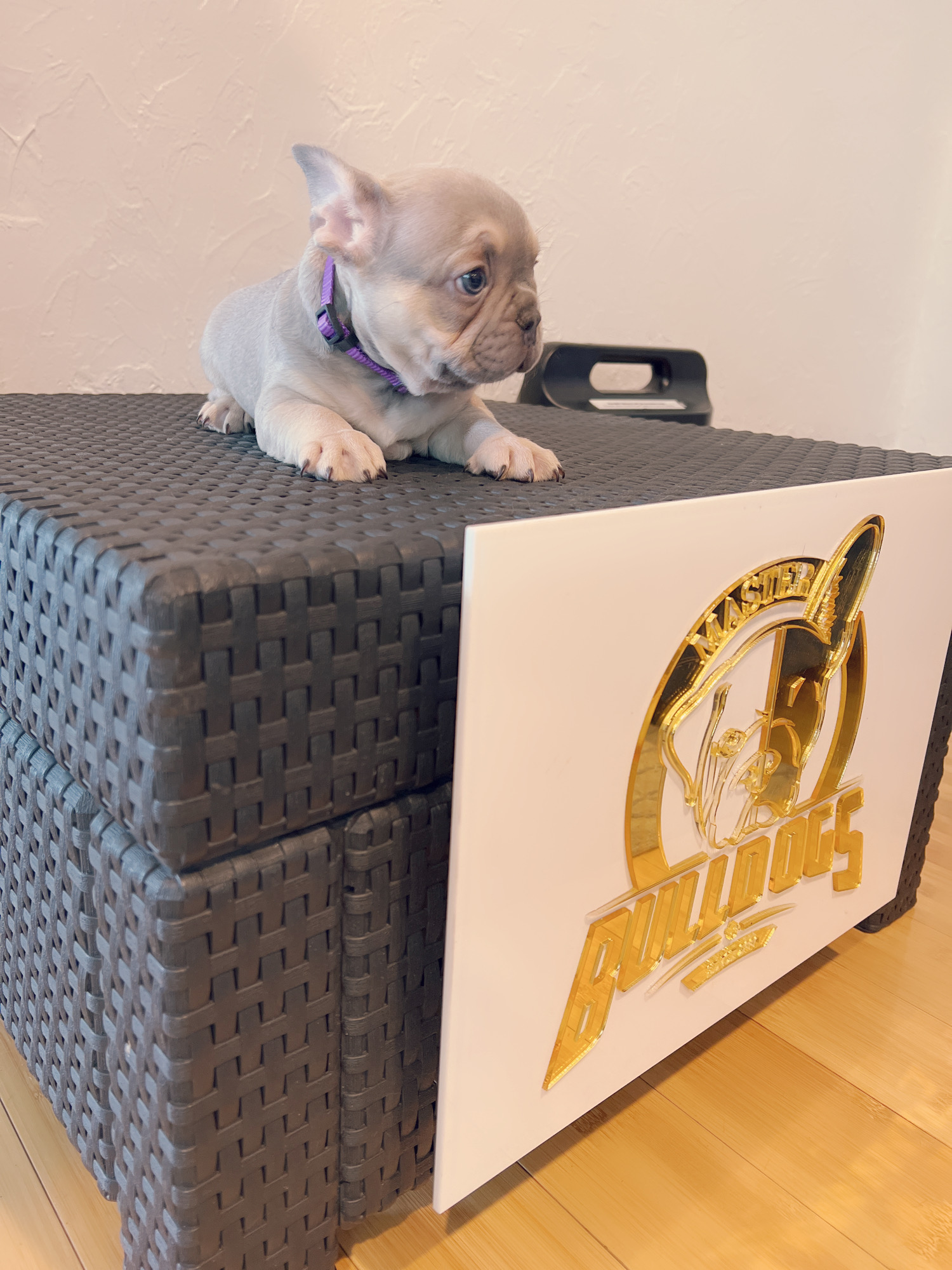 English Bulldog Choco tree and tan female ,MS Brown. - 5